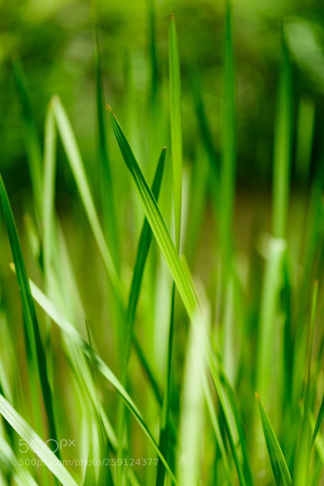 Pentax K-1 sample photo. Spring grass -beautiful bokeh- photography
