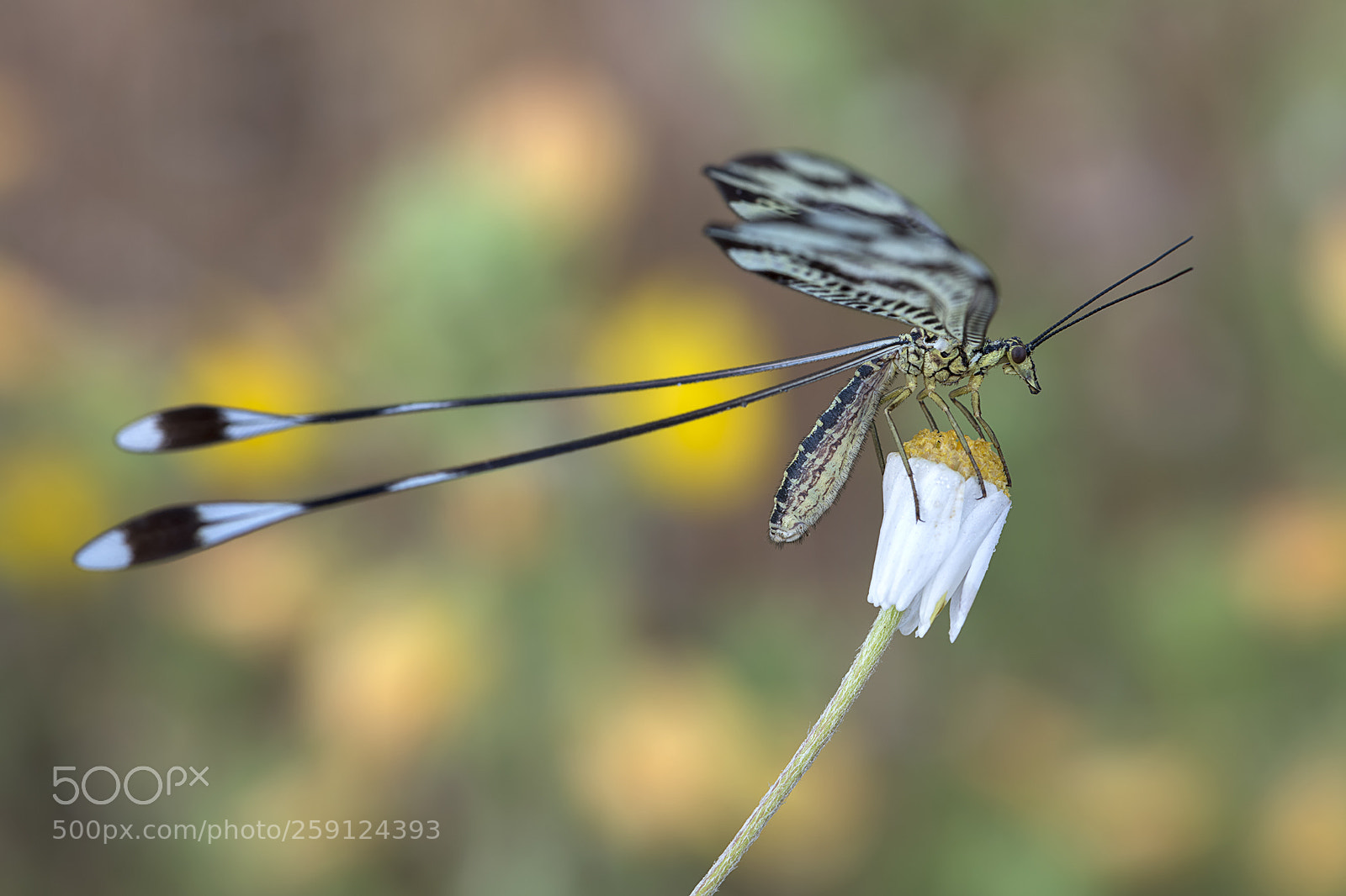 Nikon D850 sample photo. Bipennis photography