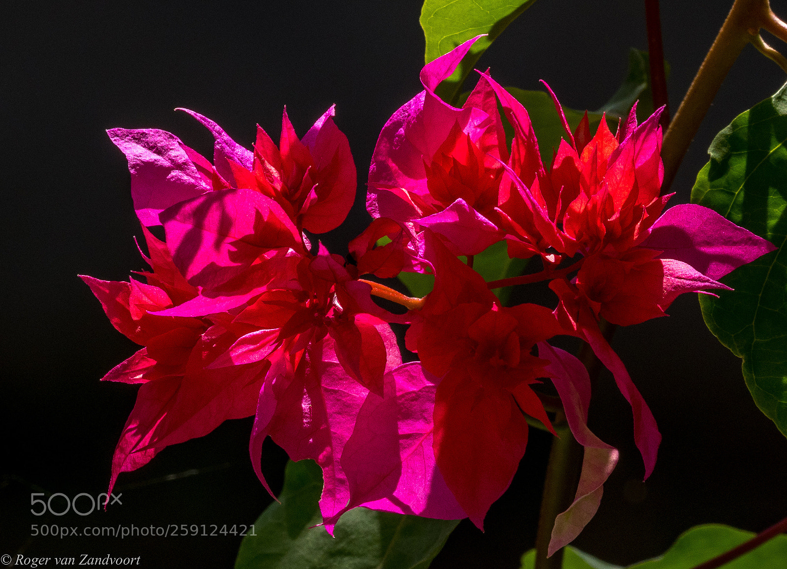 Olympus OM-D E-M1 Mark II sample photo. Red bougainvillea photography