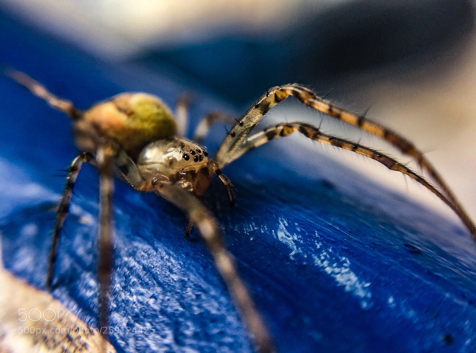 Apple iPhone 6s sample photo. Look into my eyes photography