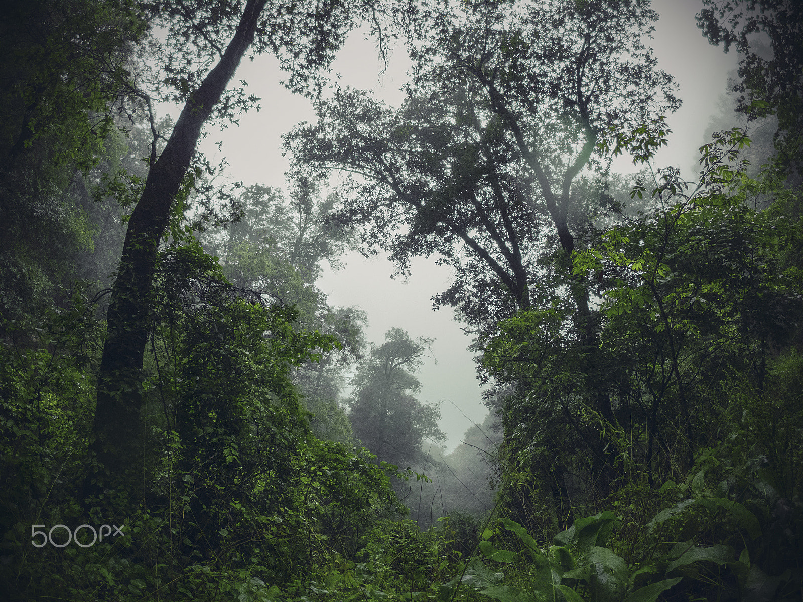 GoPro Hero6 Black sample photo. Forest photography
