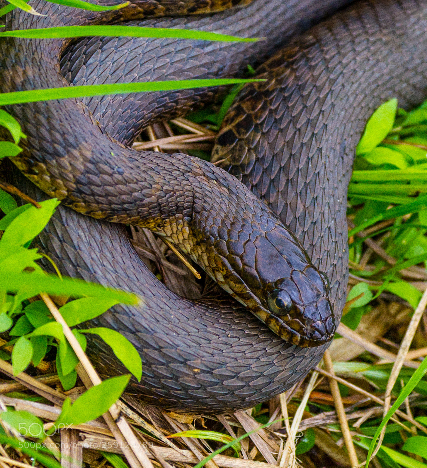 Canon EOS 7D sample photo. Basking water snake photography