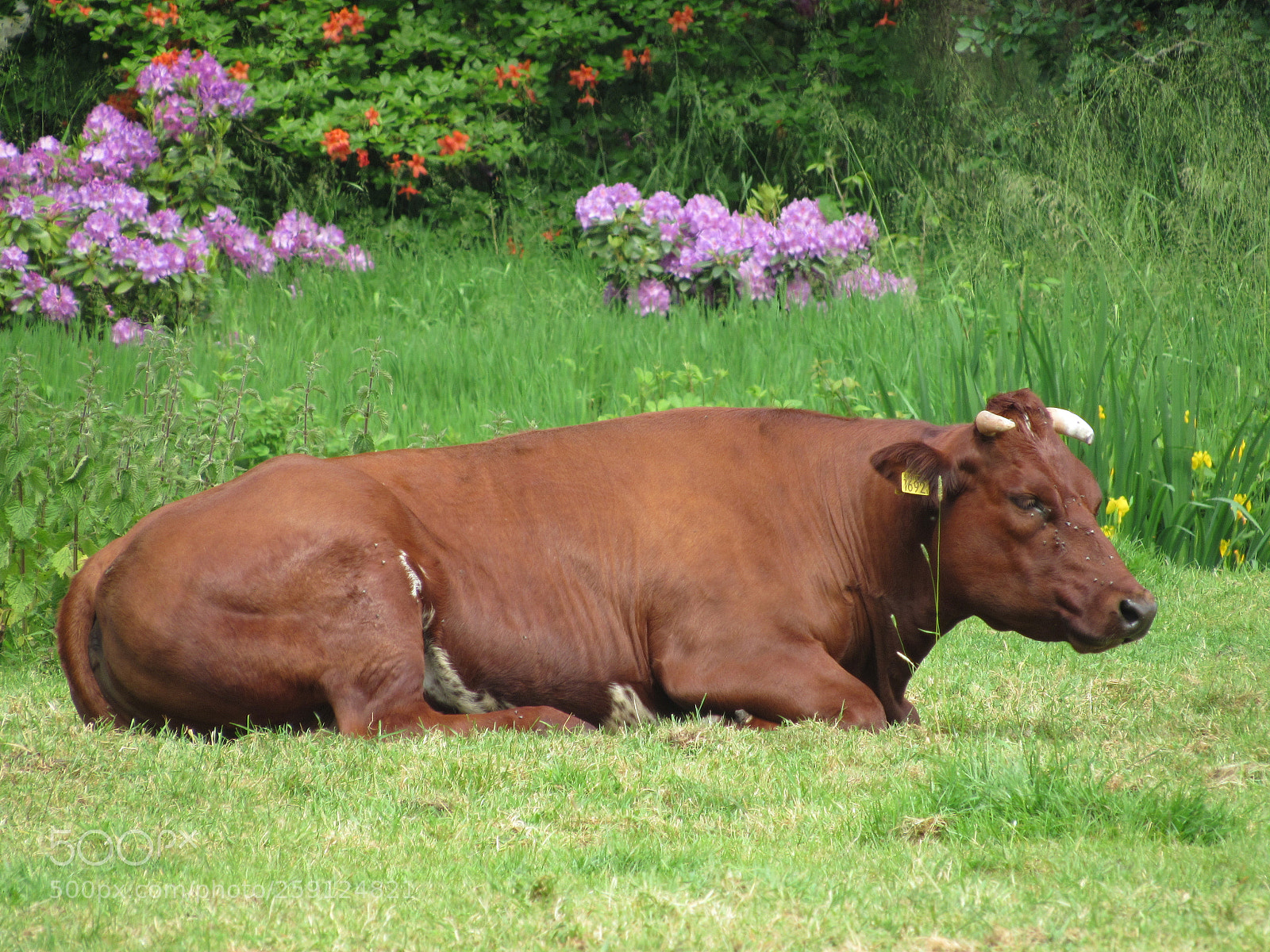 Canon PowerShot SX530 HS sample photo. Au repos. photography