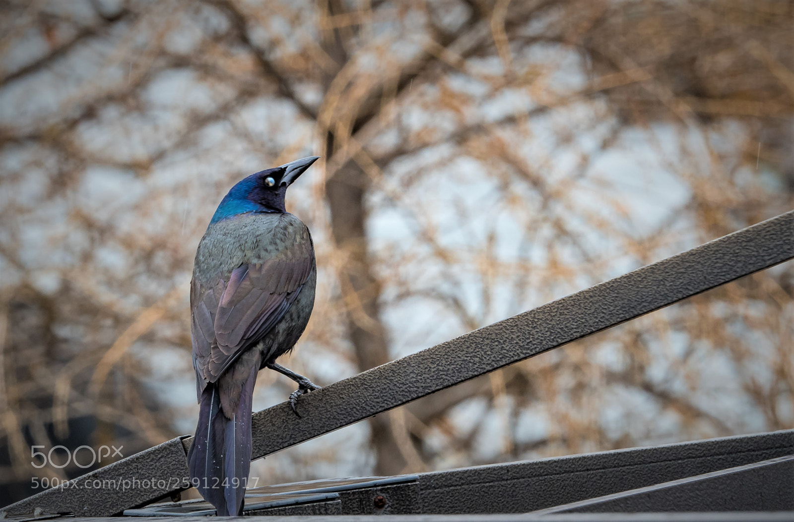 Olympus OM-D E-M5 II sample photo. Blackbird photography