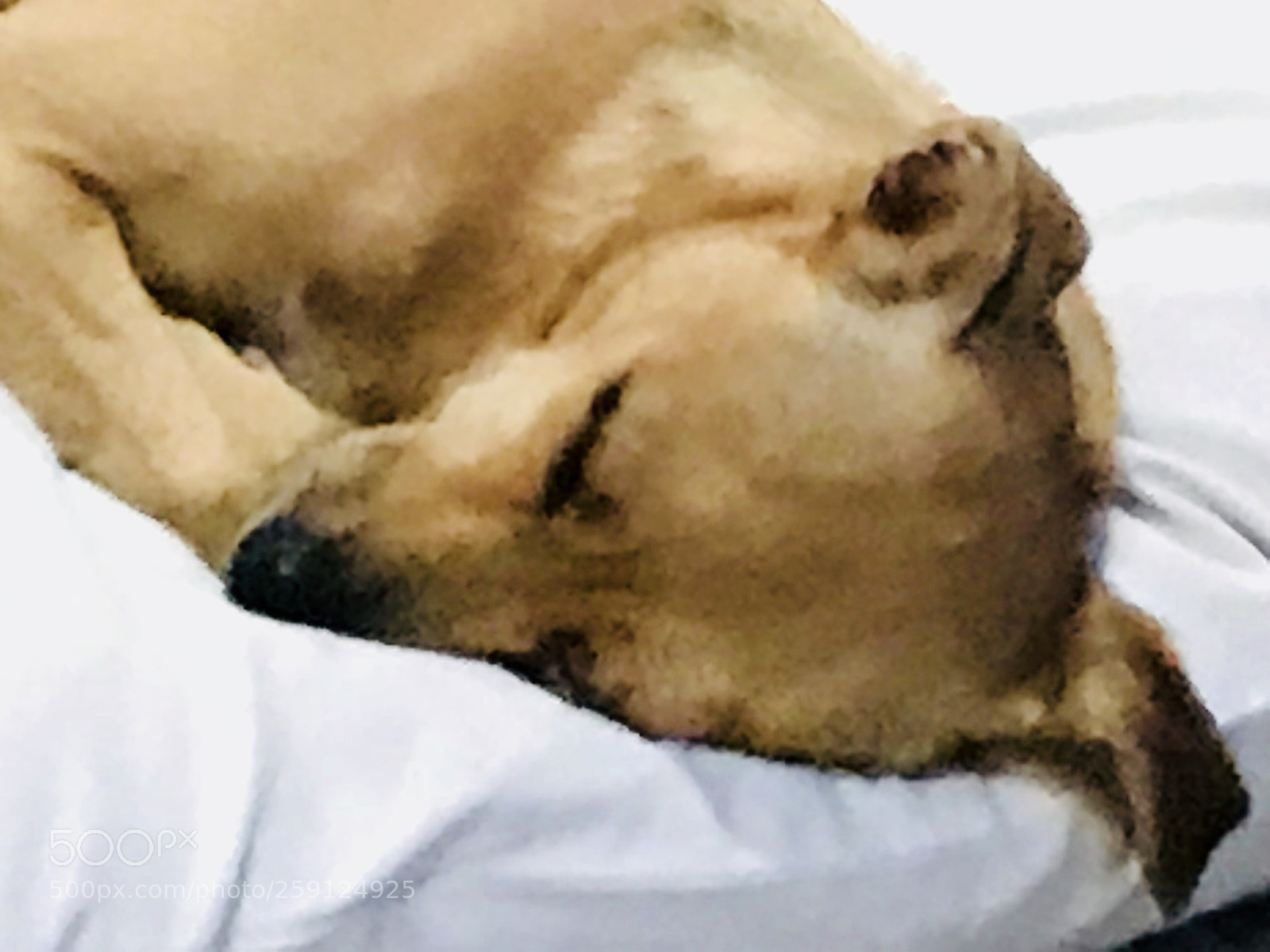 Apple iPhone 7 Plus sample photo. Sweet dreams  photography