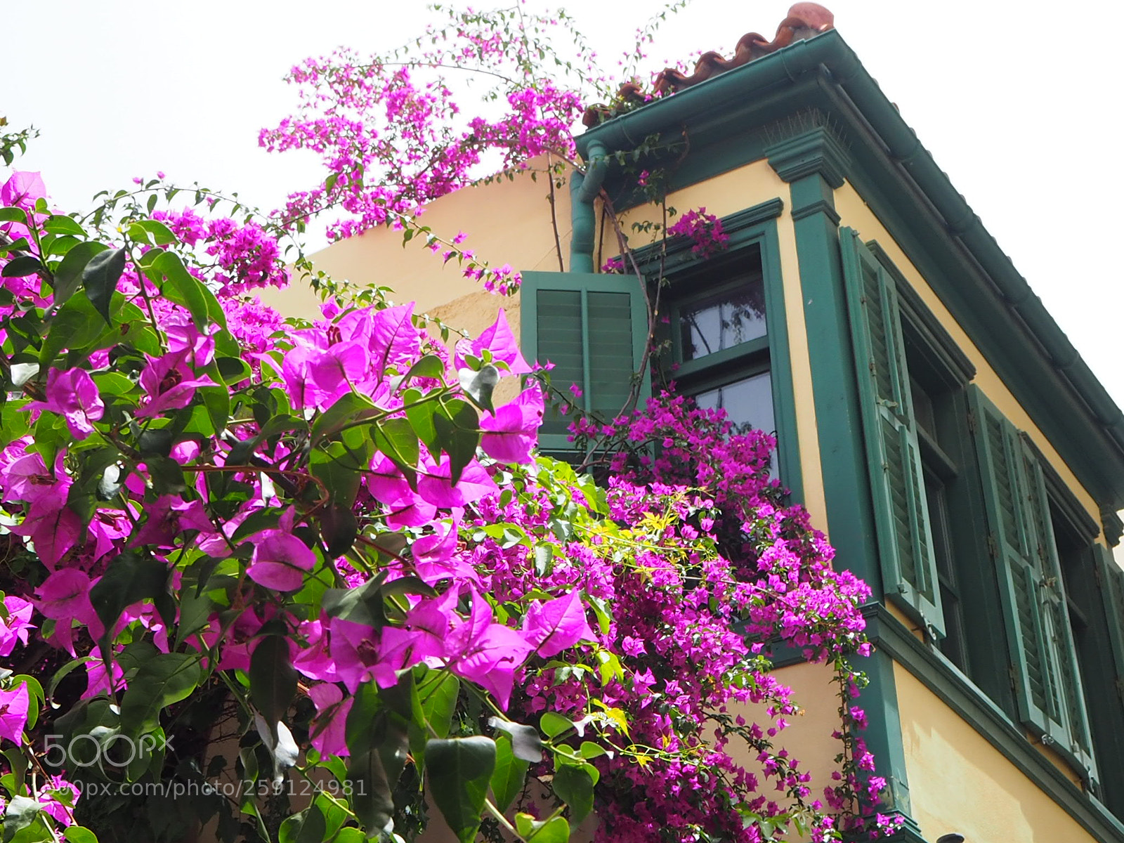 Olympus OM-D E-M10 II sample photo. Climbing plant. photography