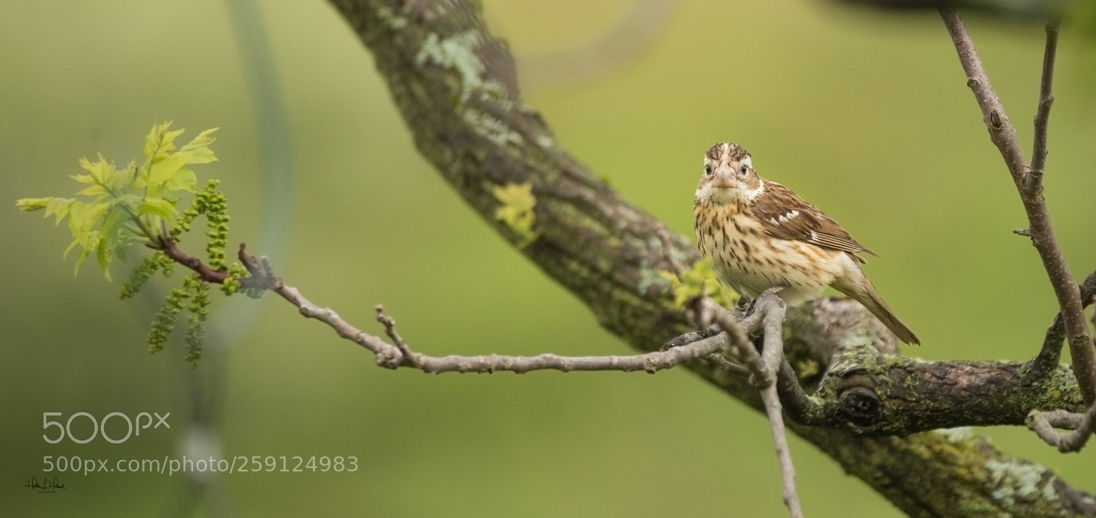 Nikon D810 sample photo. Grosbeak photography