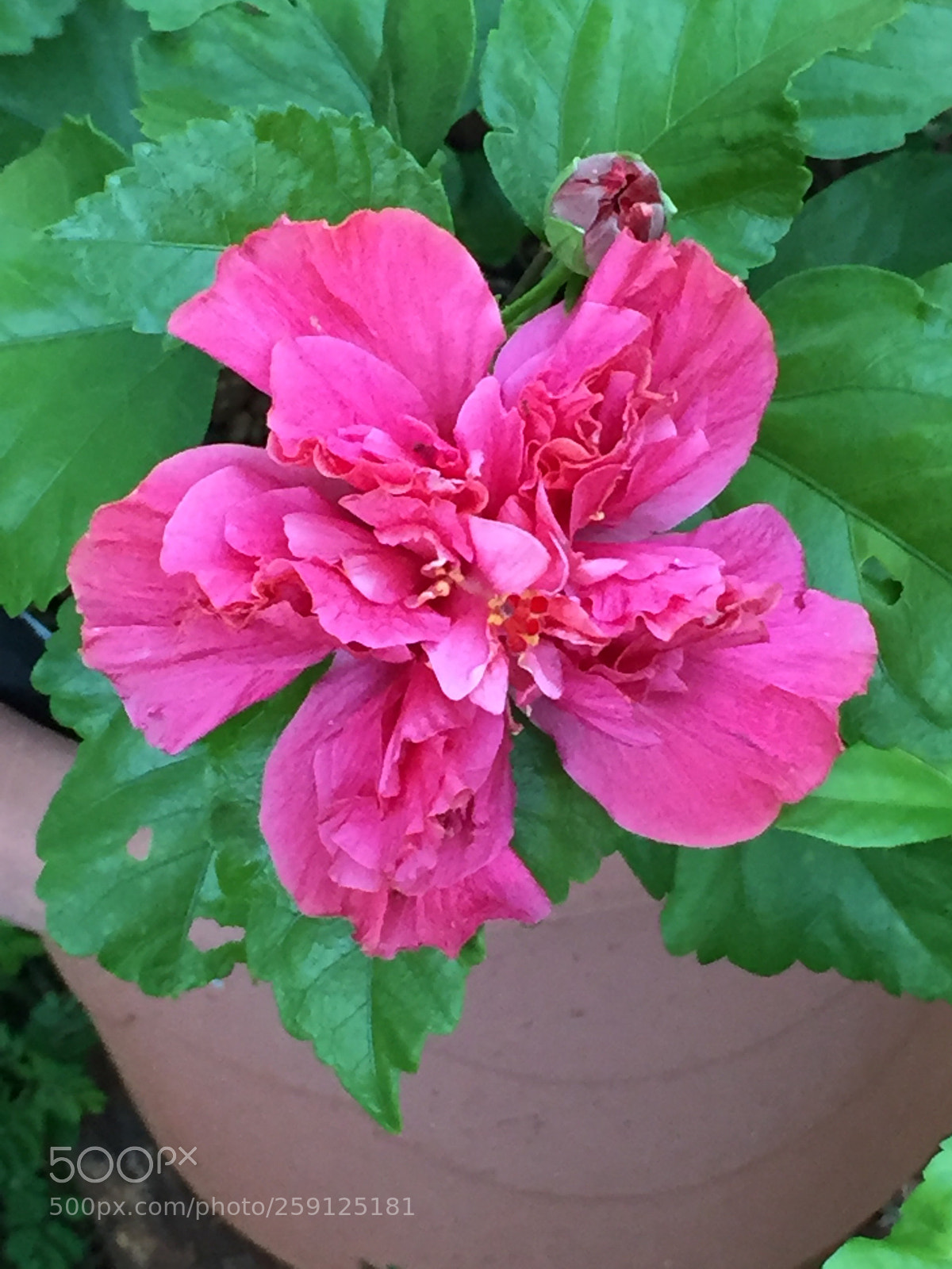Apple iPhone 6 sample photo. Ibisco  photography