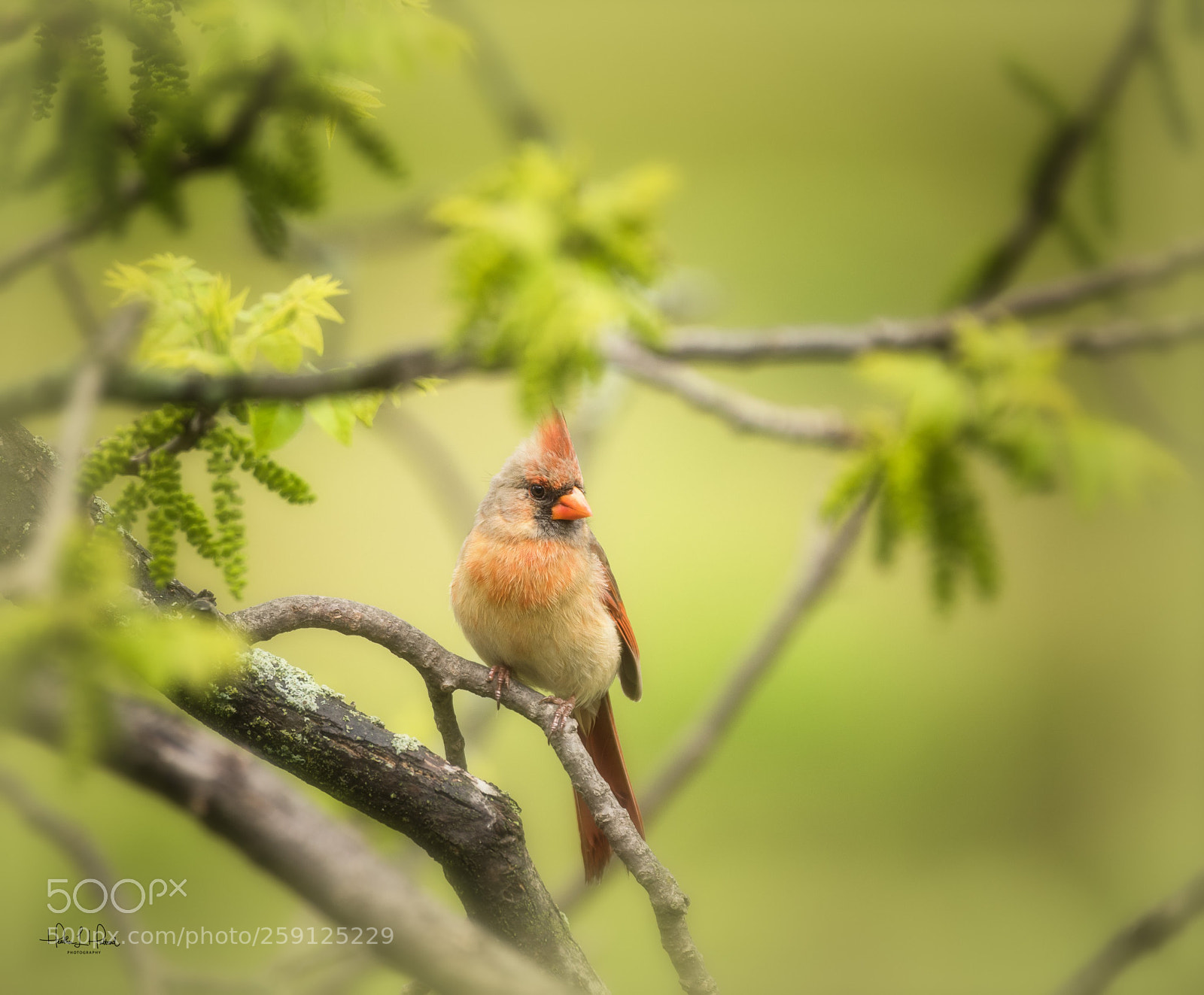 Nikon D810 sample photo. Female northern cardinal photography