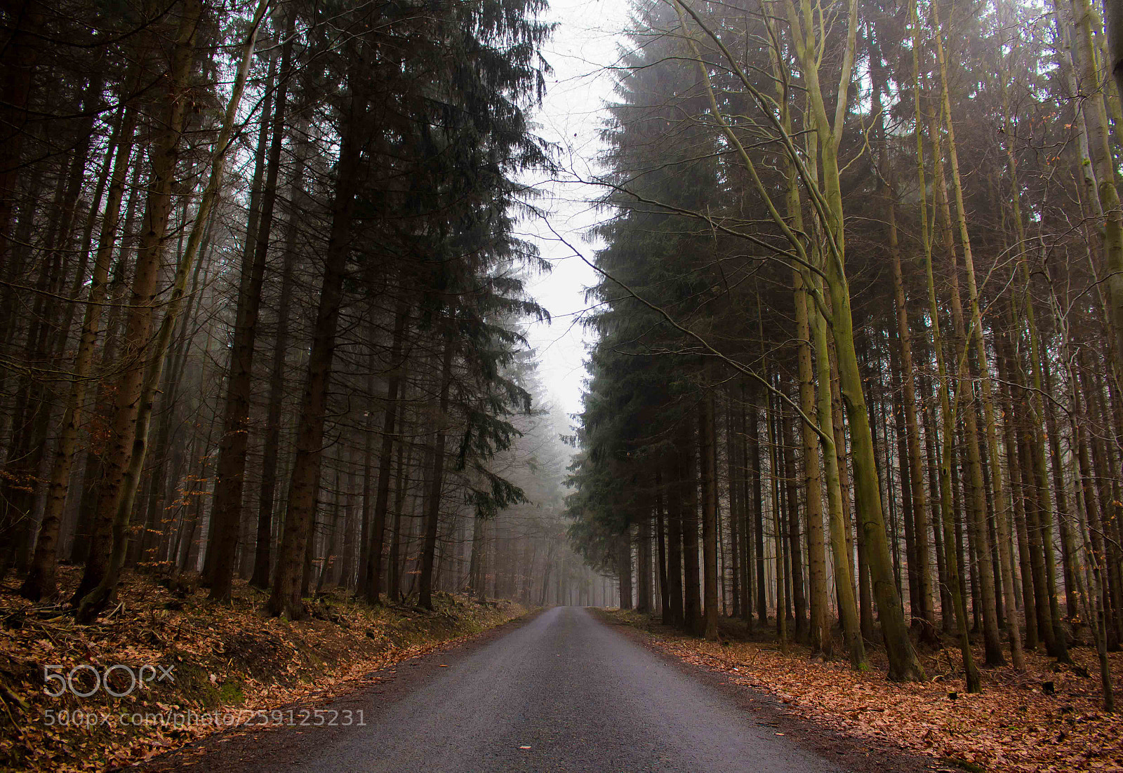 Canon EOS 100D (EOS Rebel SL1 / EOS Kiss X7) sample photo. Mighty forest road photography