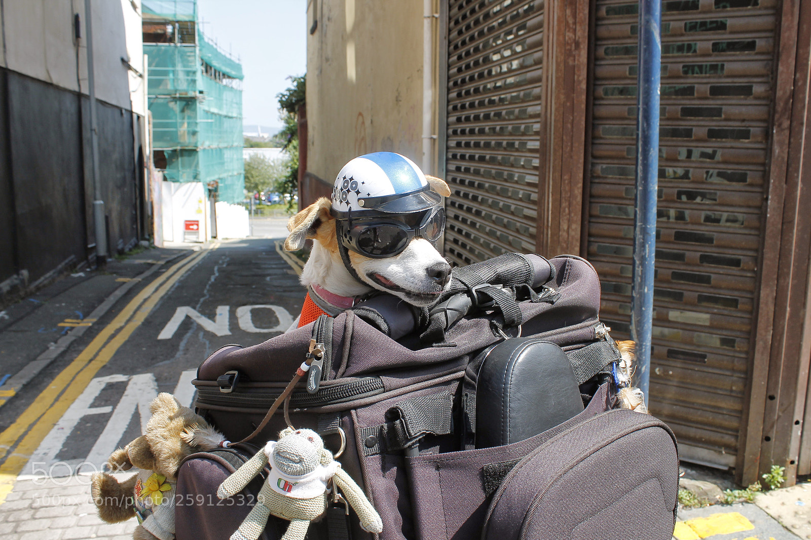 Canon EOS 1100D (EOS Rebel T3 / EOS Kiss X50) sample photo. Puppy in a bag? photography