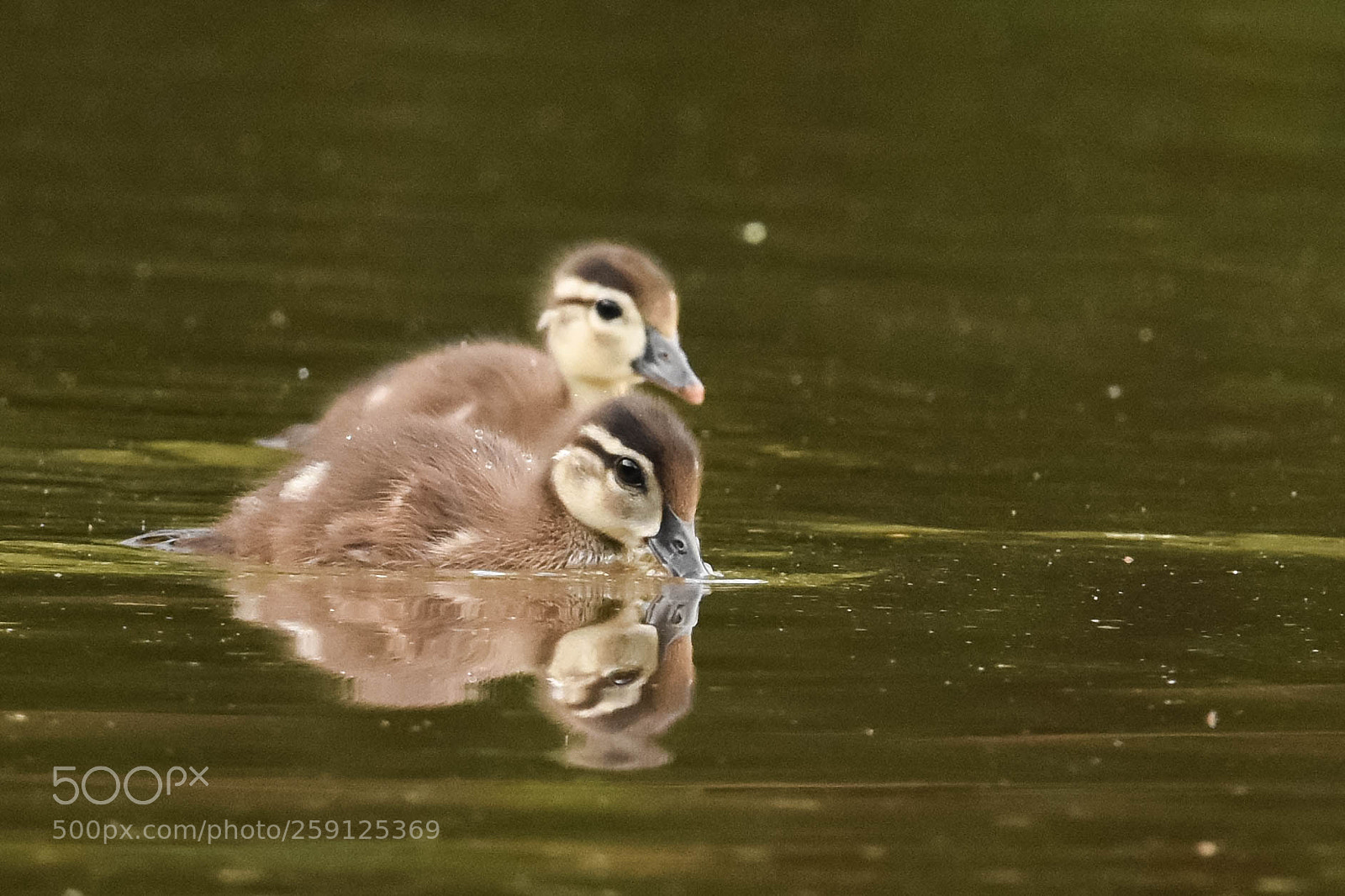 Nikon D3400 sample photo. Wood ducklings photography