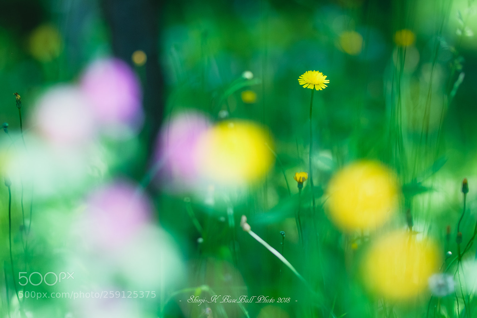 Fujifilm X-T2 sample photo. Untitled photography