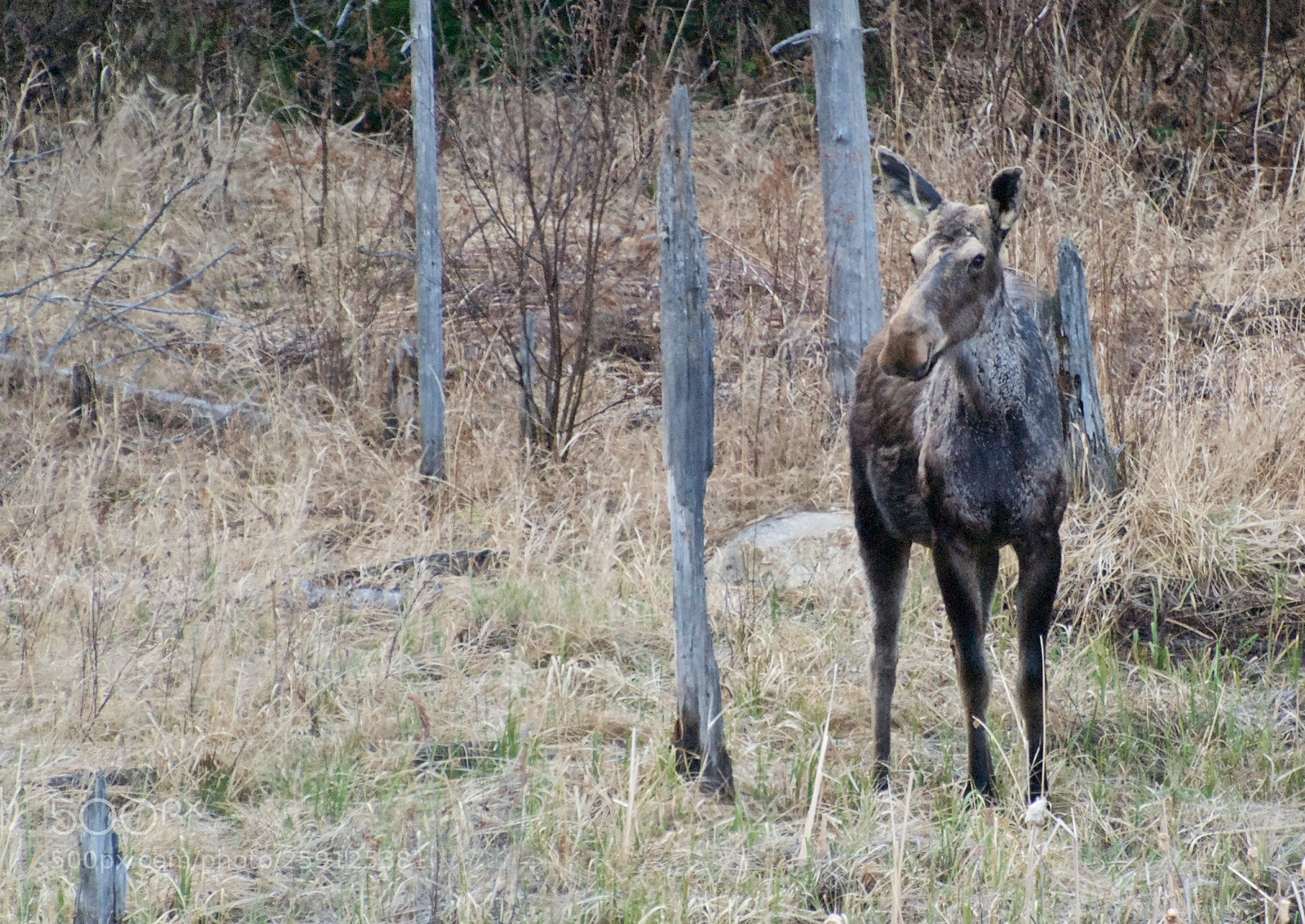 Nikon D80 sample photo. Moose - algonquin park photography