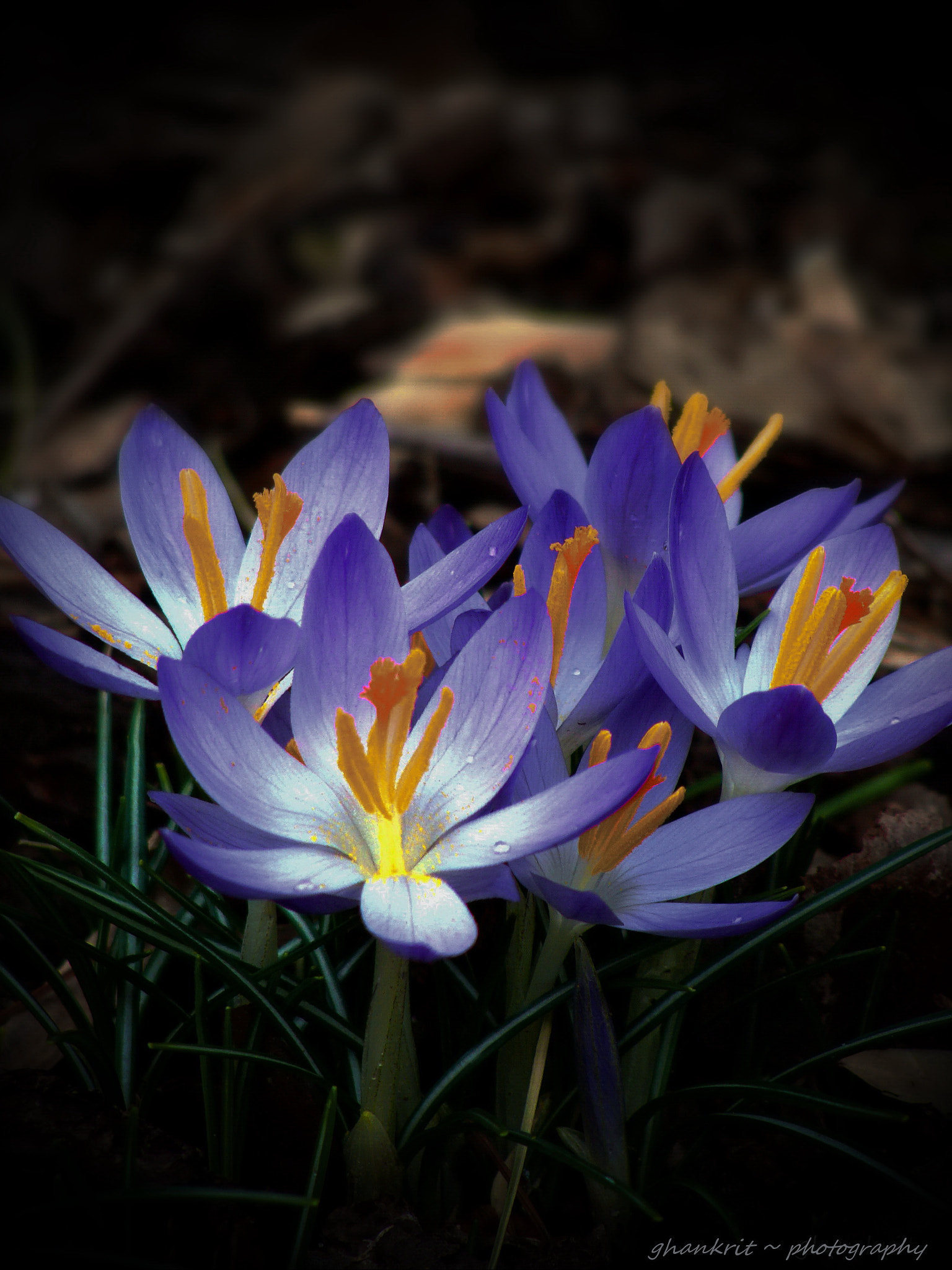 Sony Cyber-shot DSC-H10 sample photo. Power of beauty.. photography