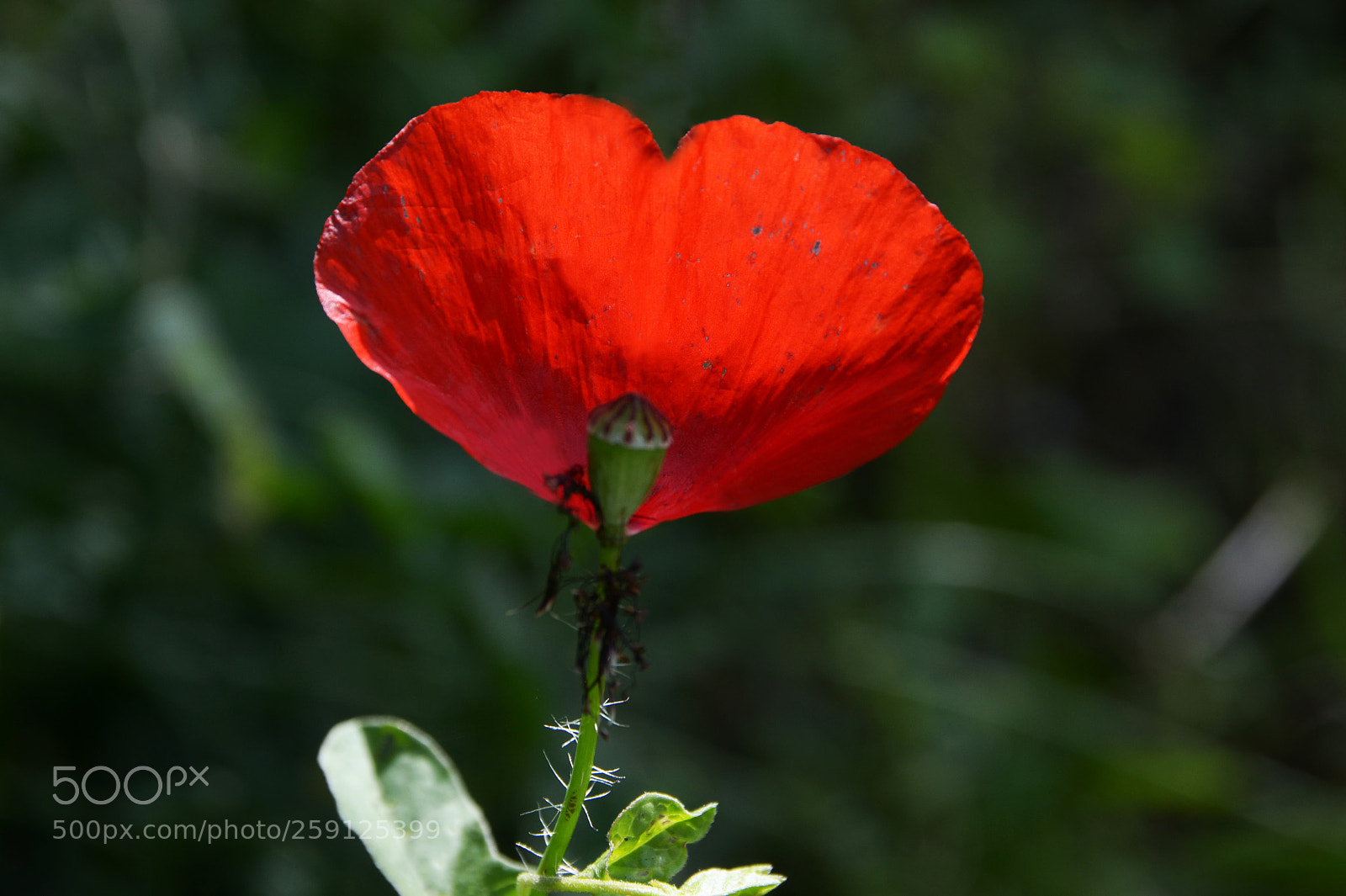 Nikon D7000 sample photo. Forever for now. photography