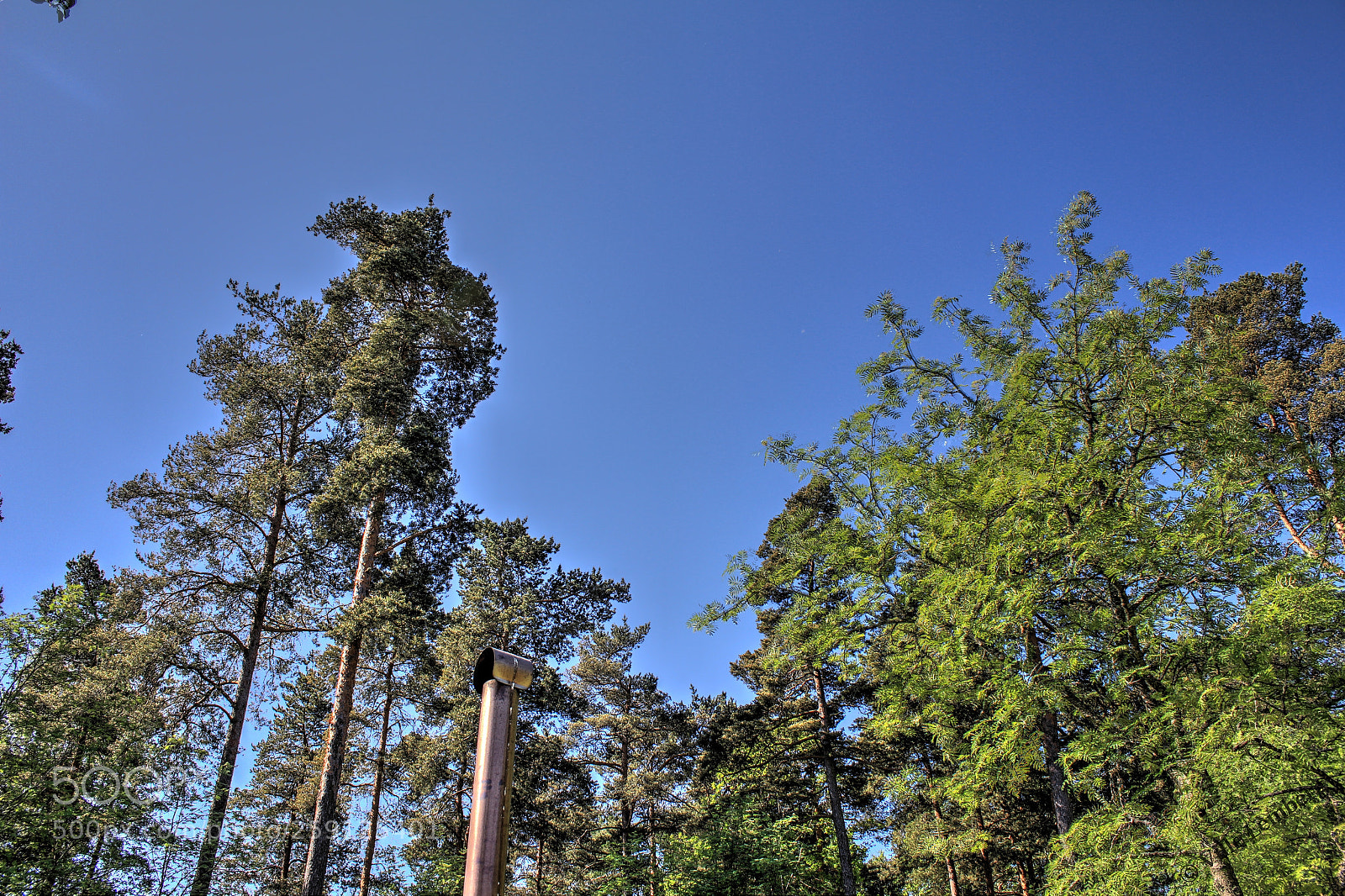 Canon EOS 550D (EOS Rebel T2i / EOS Kiss X4) sample photo. Trees in hdr photography