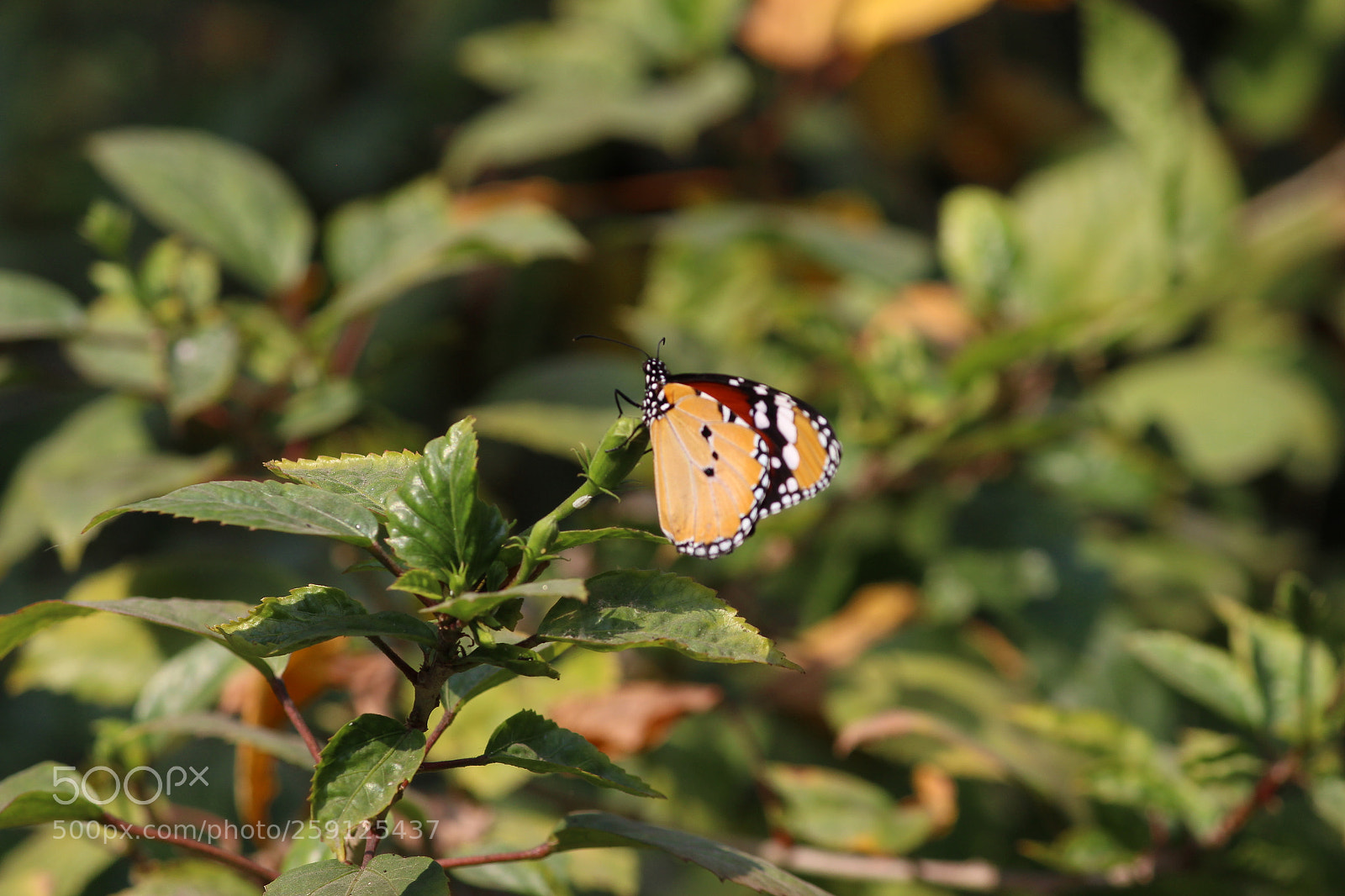 Canon EF-S 55-250mm F4-5.6 IS II sample photo. Butterfly photography