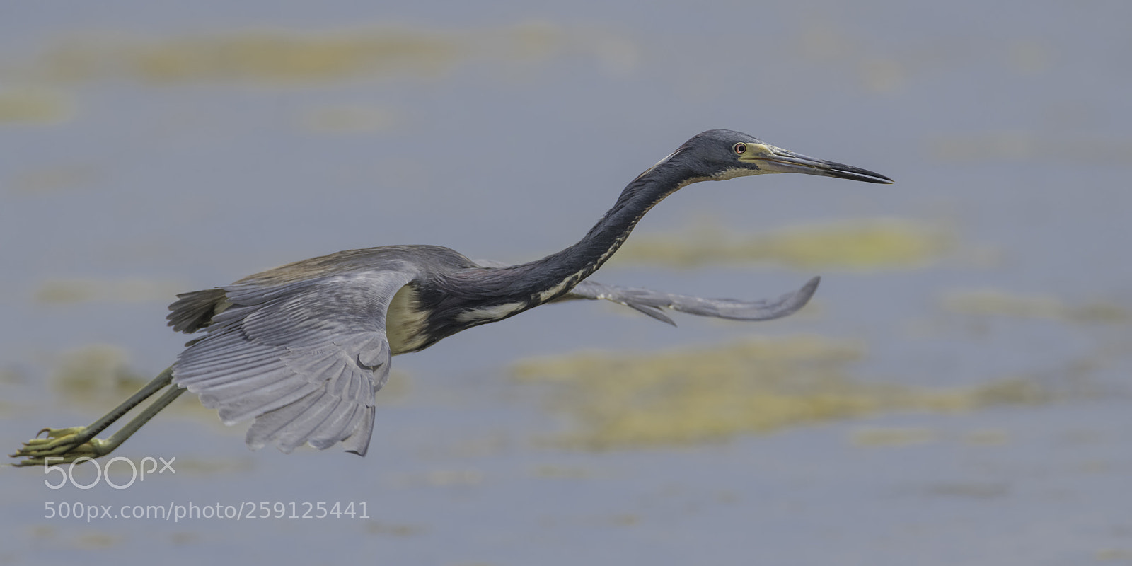 Nikon D850 sample photo. Flying tricolored photography