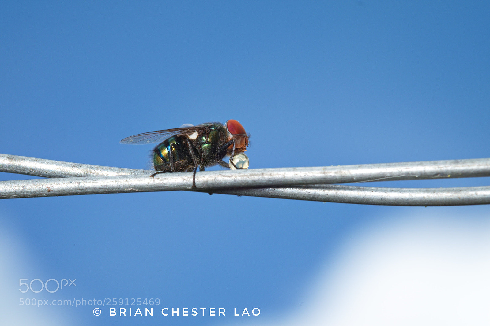 Fujifilm X-T1 sample photo. Fly on wire photography