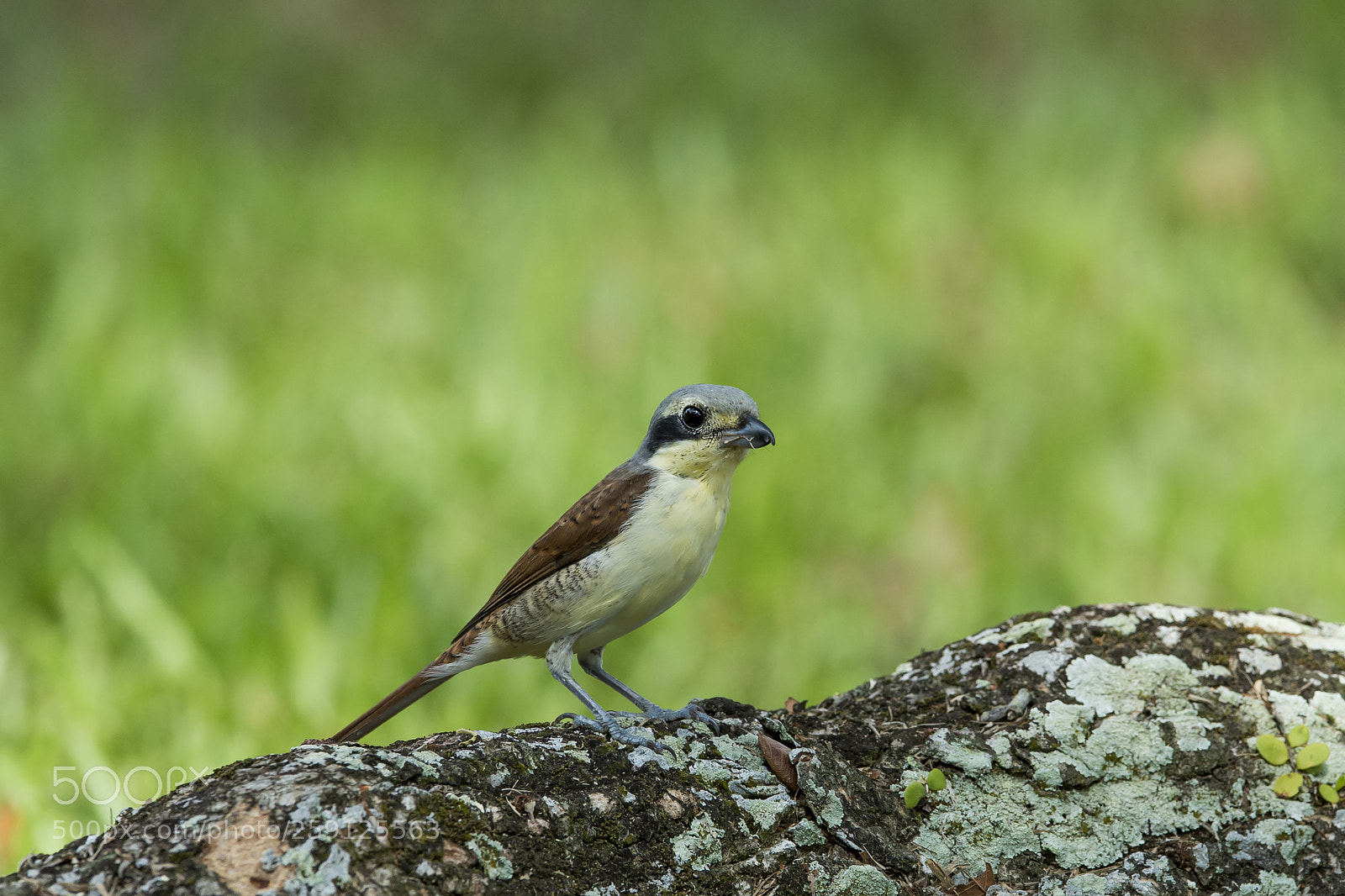 Nikon D4 sample photo. Tiger shrike (f) photography
