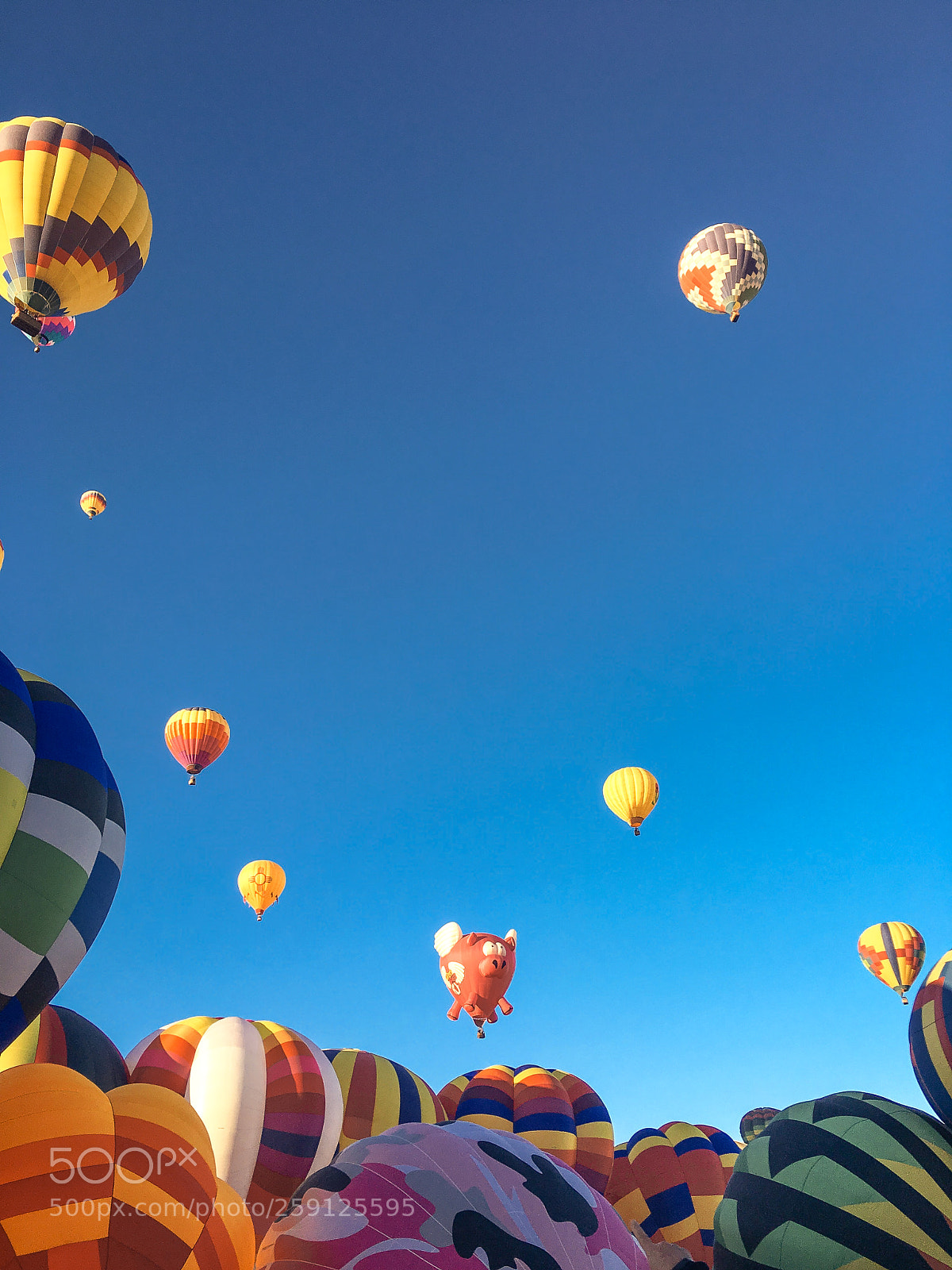 Apple iPhone 6s sample photo. Balloon pig photography