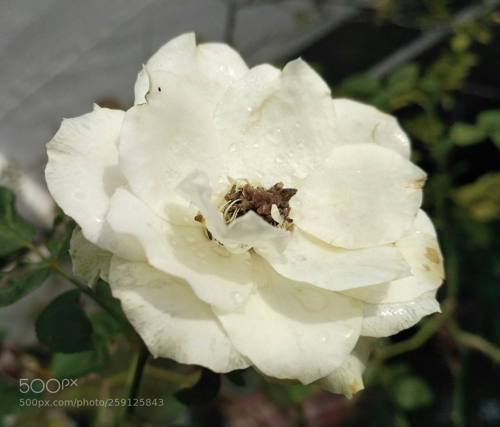 Xiaomi Redmi 3S sample photo. Homegarden photography