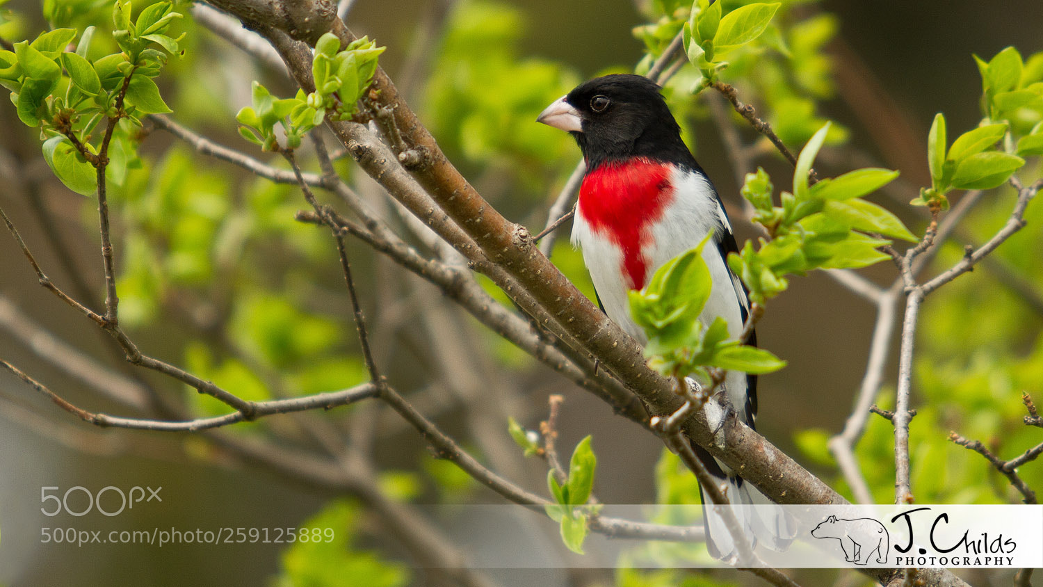 Canon EOS 7D sample photo. Rose breasted grosbeak photography