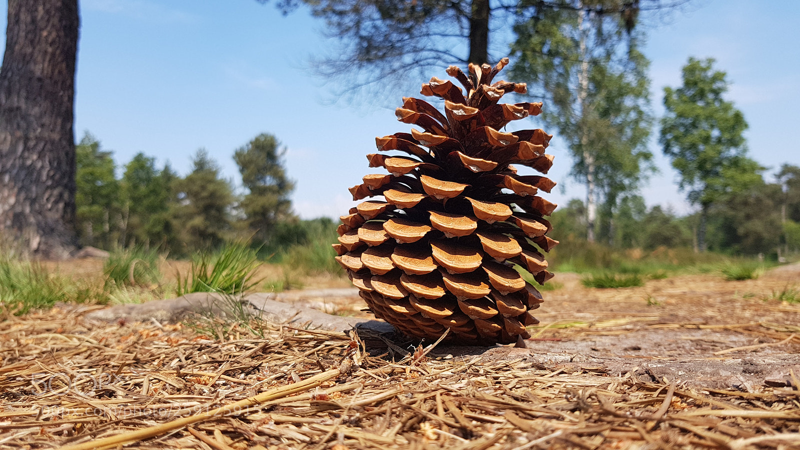 Samsung Galaxy S8 sample photo. Untitled photography