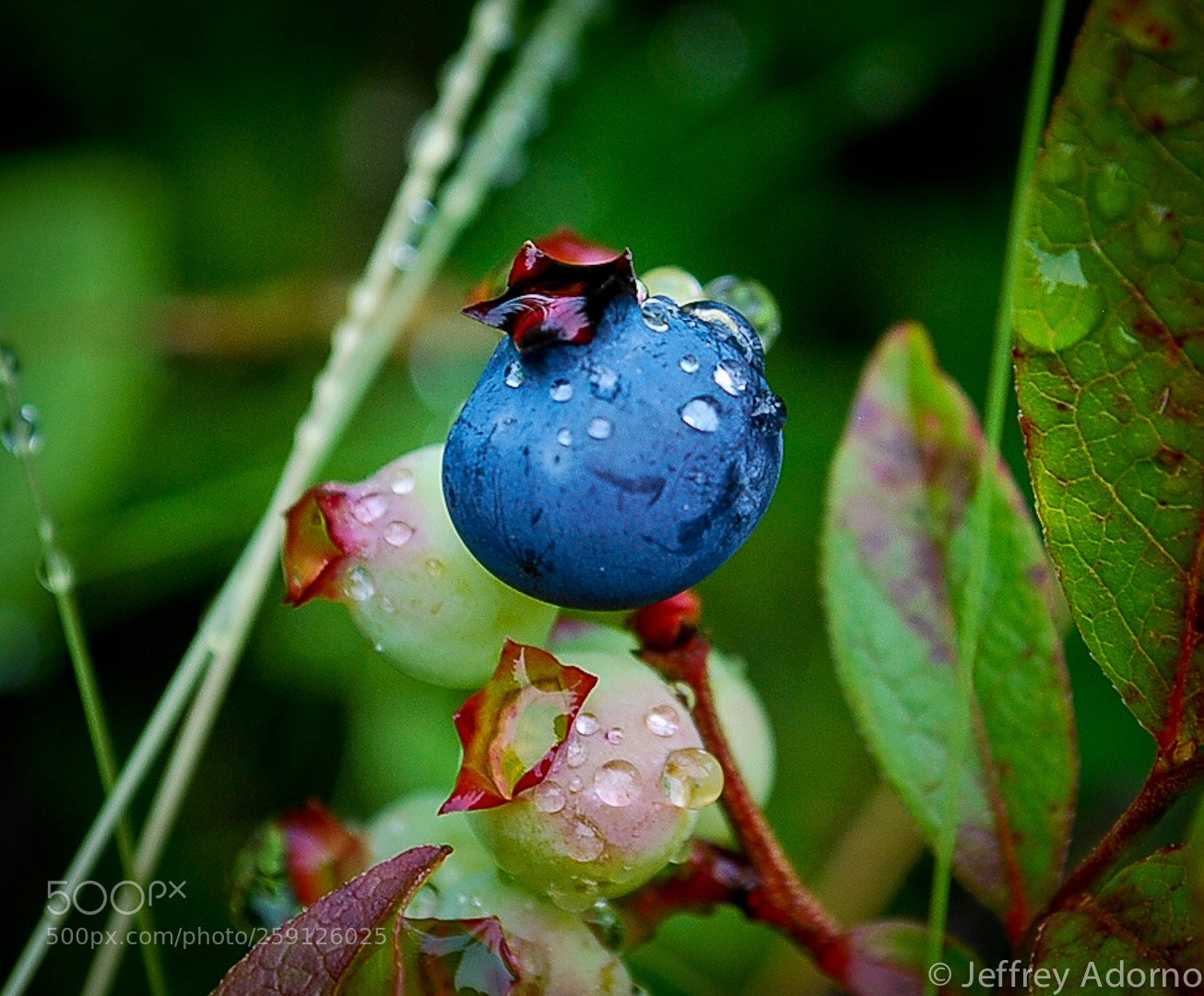 Nikon D60 sample photo. Blueberry photography