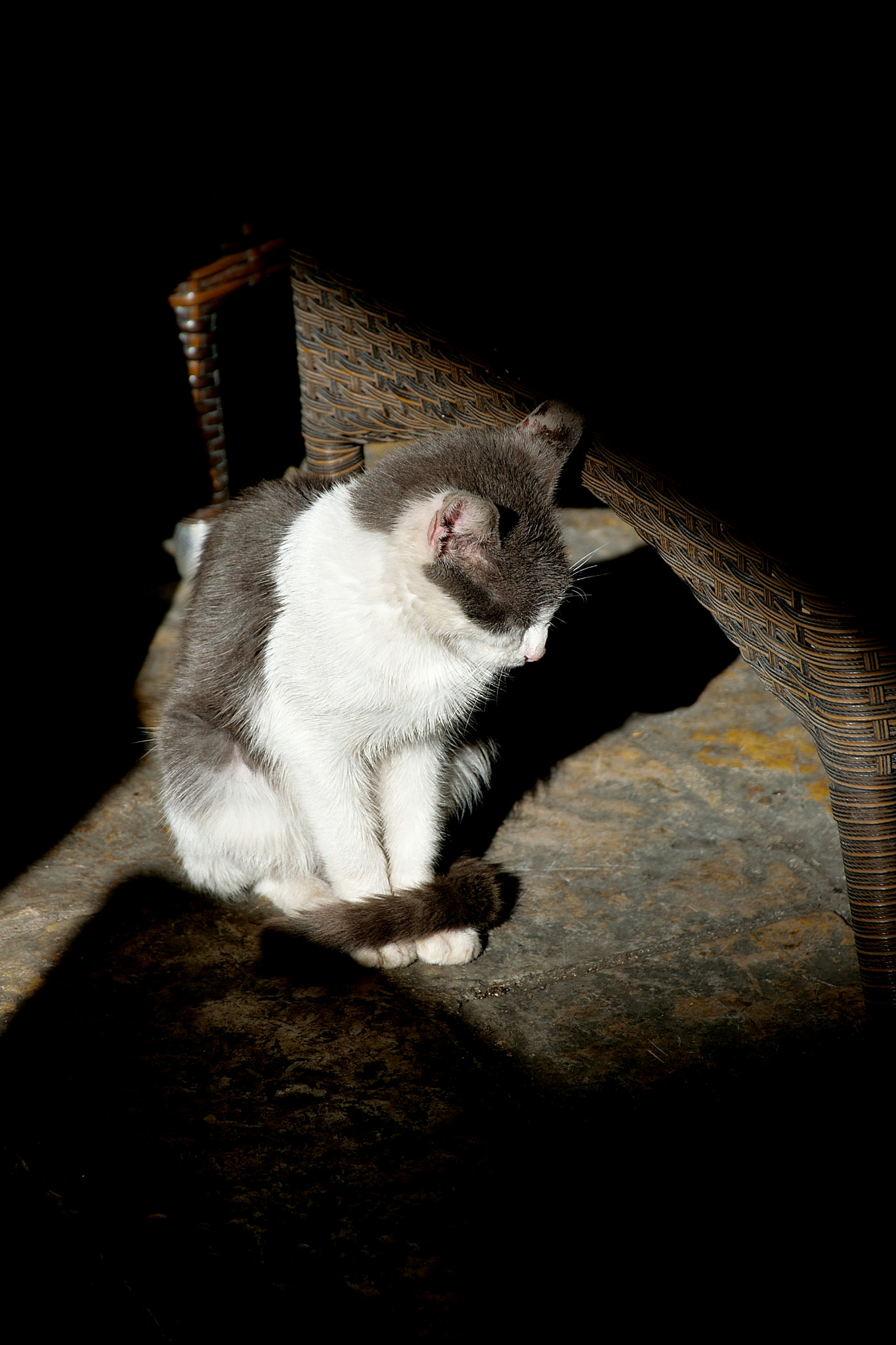 Nikon D5300 sample photo. Pussy photography