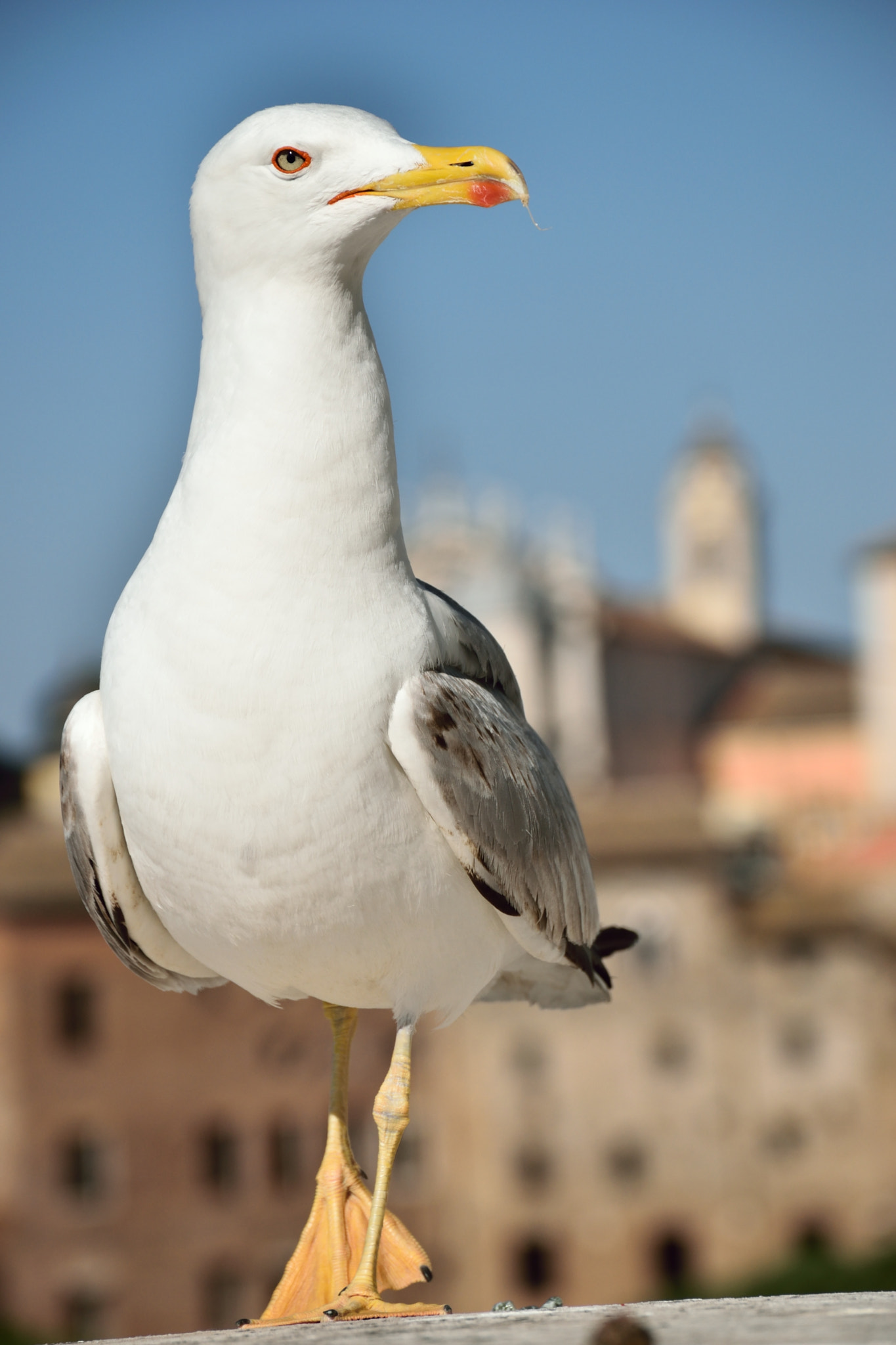Nikon D5300 sample photo. Seagull photography