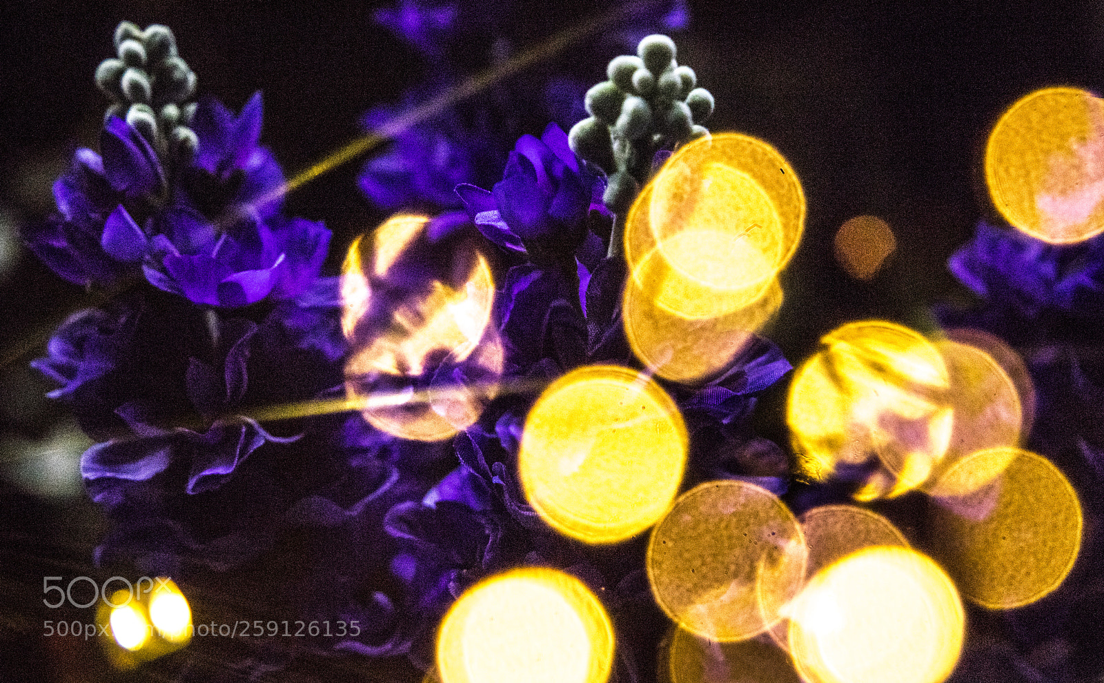 Canon EOS 6D Mark II sample photo. Violet flowers and lights photography