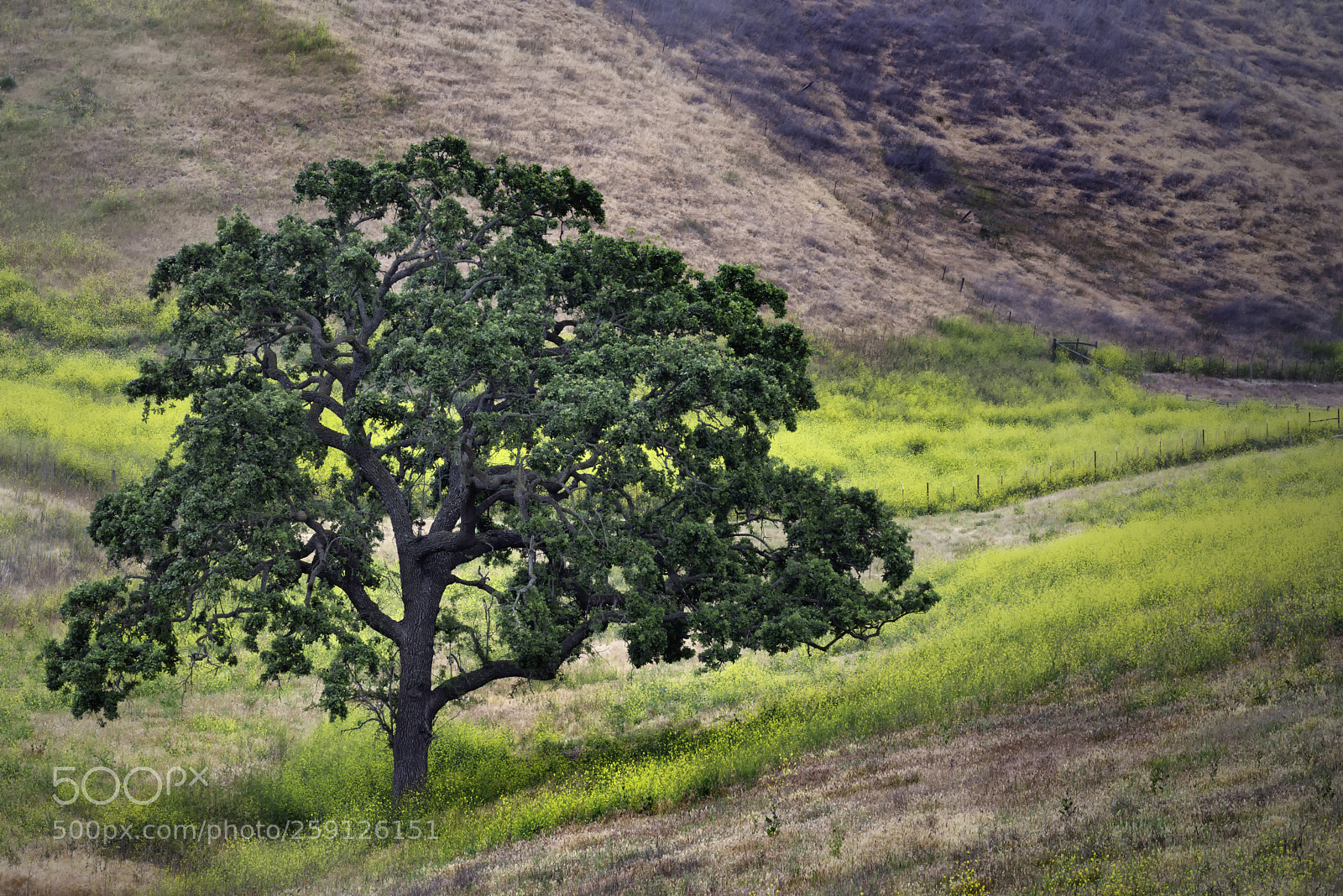 Nikon D610 sample photo. Los olivos oak photography