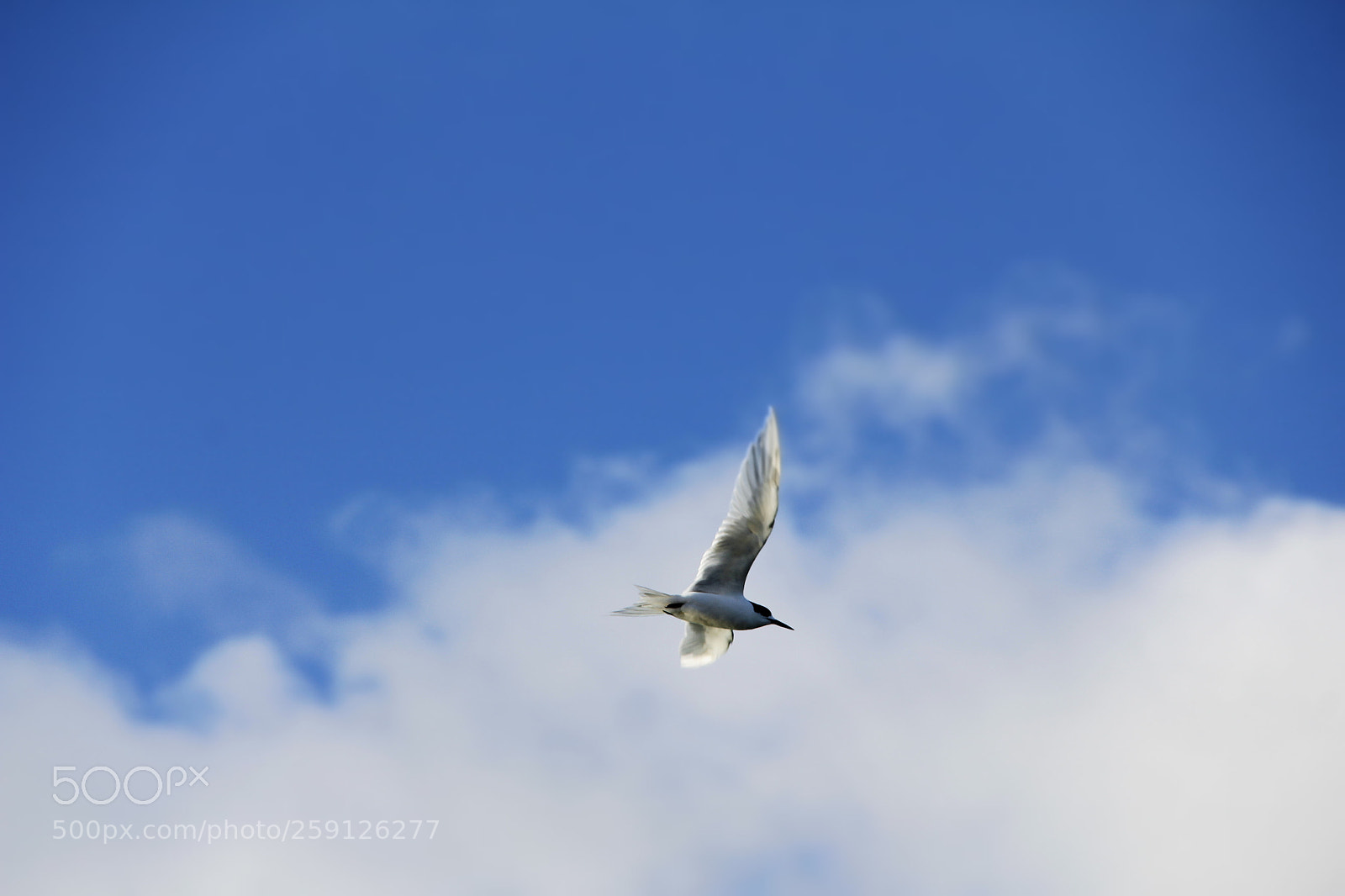 Canon EF-S 18-200mm F3.5-5.6 IS sample photo. Untitled photography
