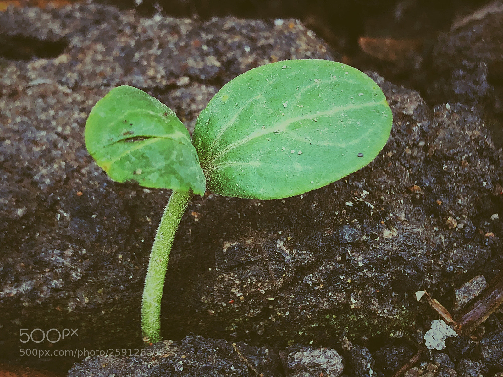 Apple iPhone 8 Plus sample photo. Untitled photography