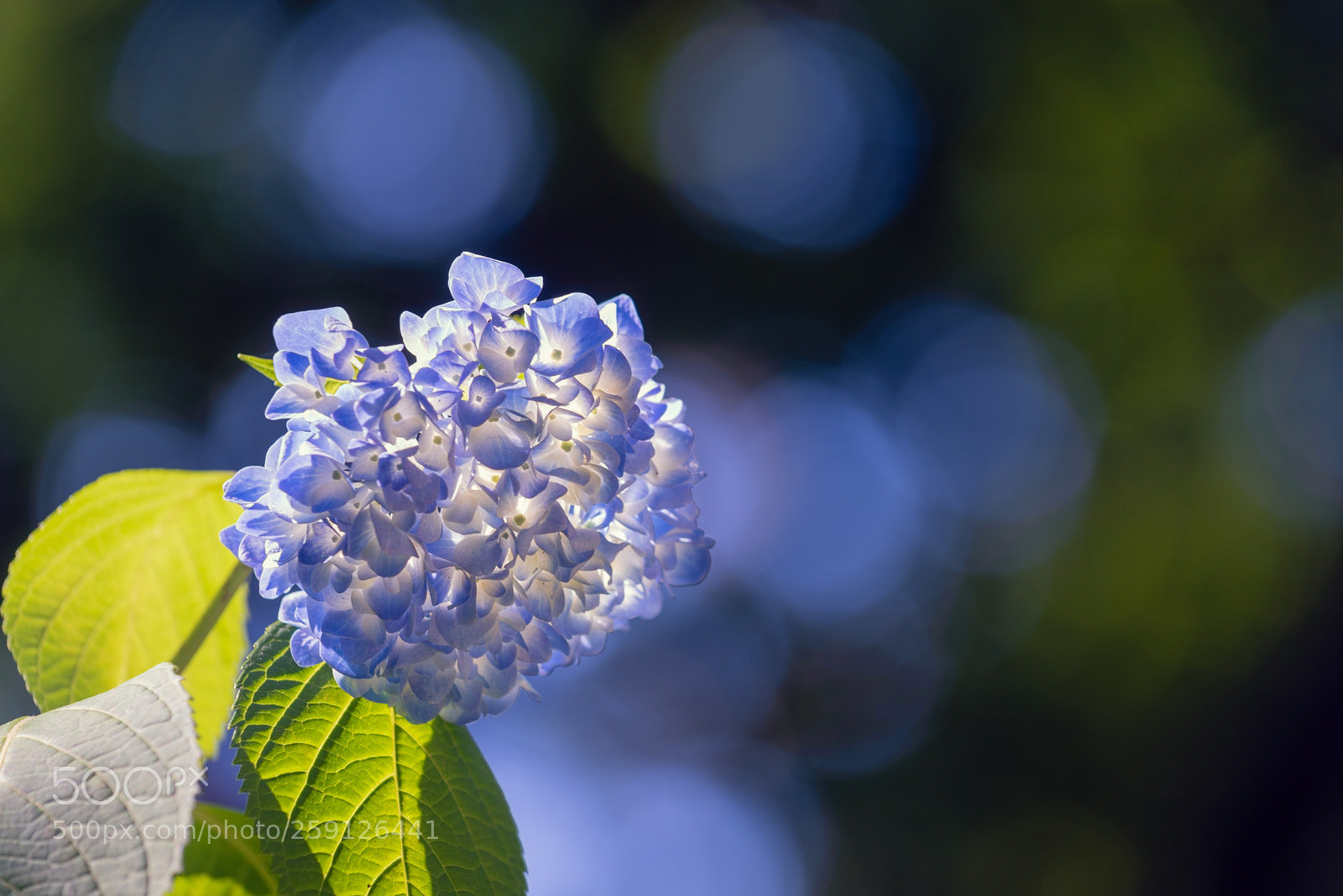 Nikon D810 sample photo. Hydrangea photography
