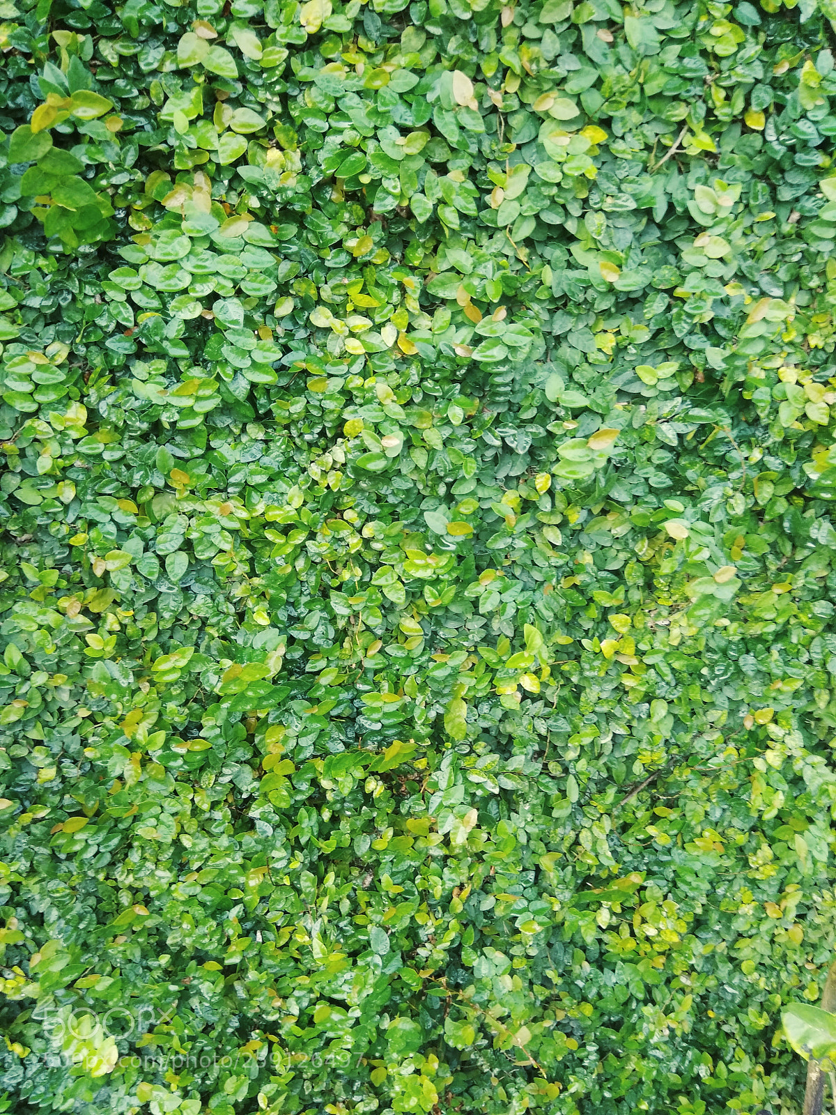 Xiaomi Redmi Note 4 sample photo. Garden photography
