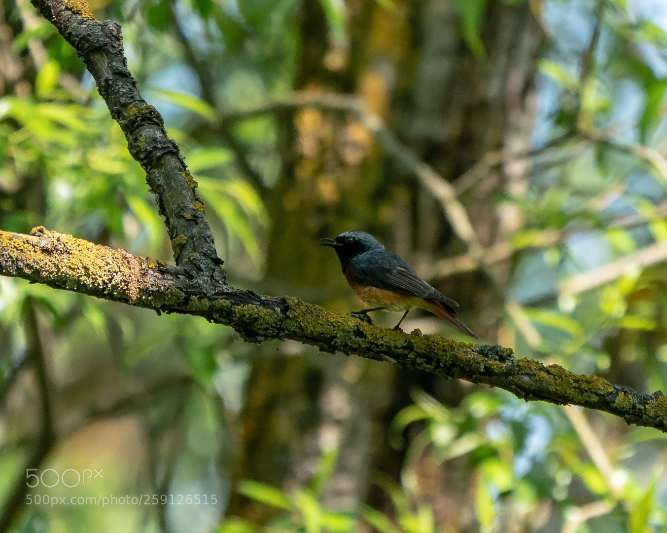 Panasonic Lumix DMC-GX85 (Lumix DMC-GX80 / Lumix DMC-GX7 Mark II) sample photo. Phoenicurus phoenicurus photography
