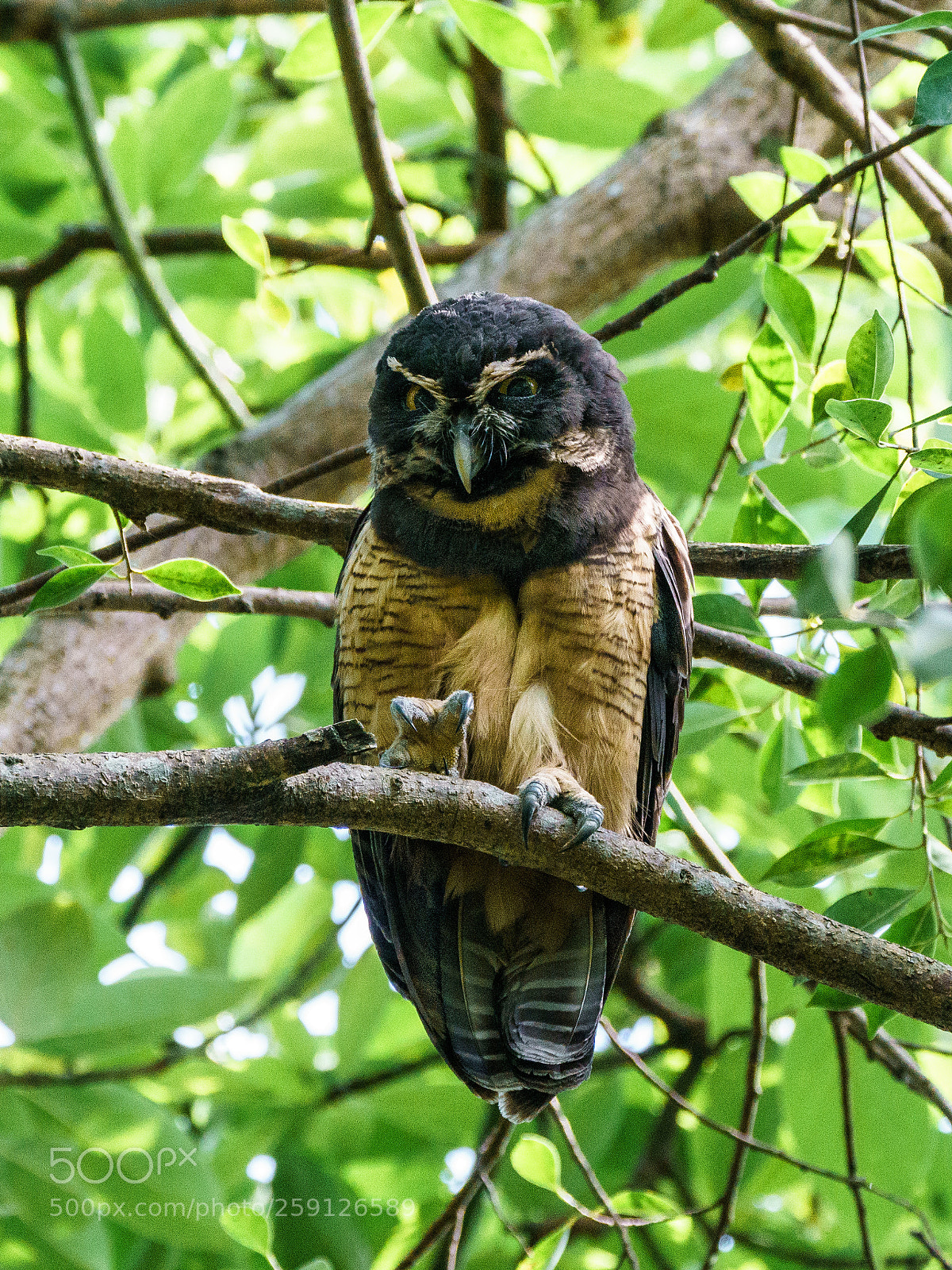 Sony a9 sample photo. I'm watching you photography