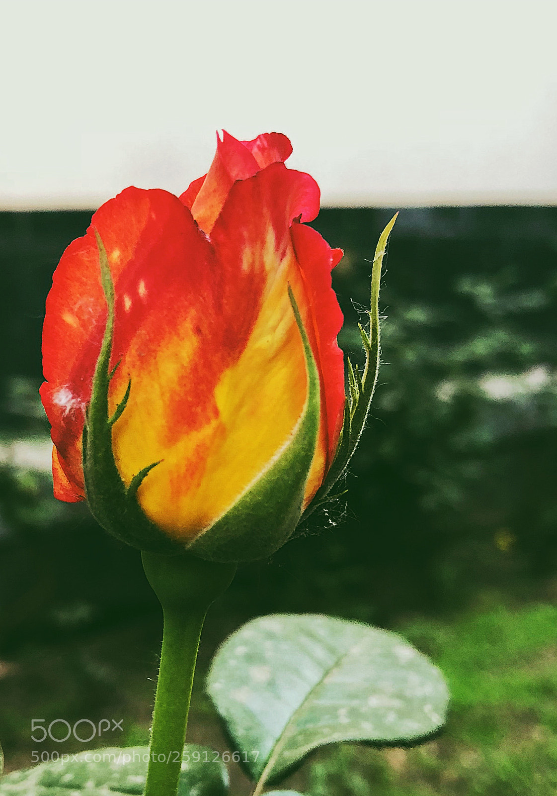 Apple iPhone 8 Plus sample photo. Untitled photography