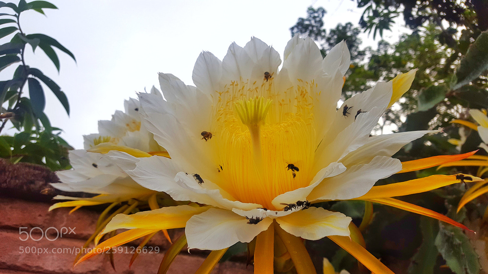 Samsung GALAXY S6 edge sample photo. Untitled photography