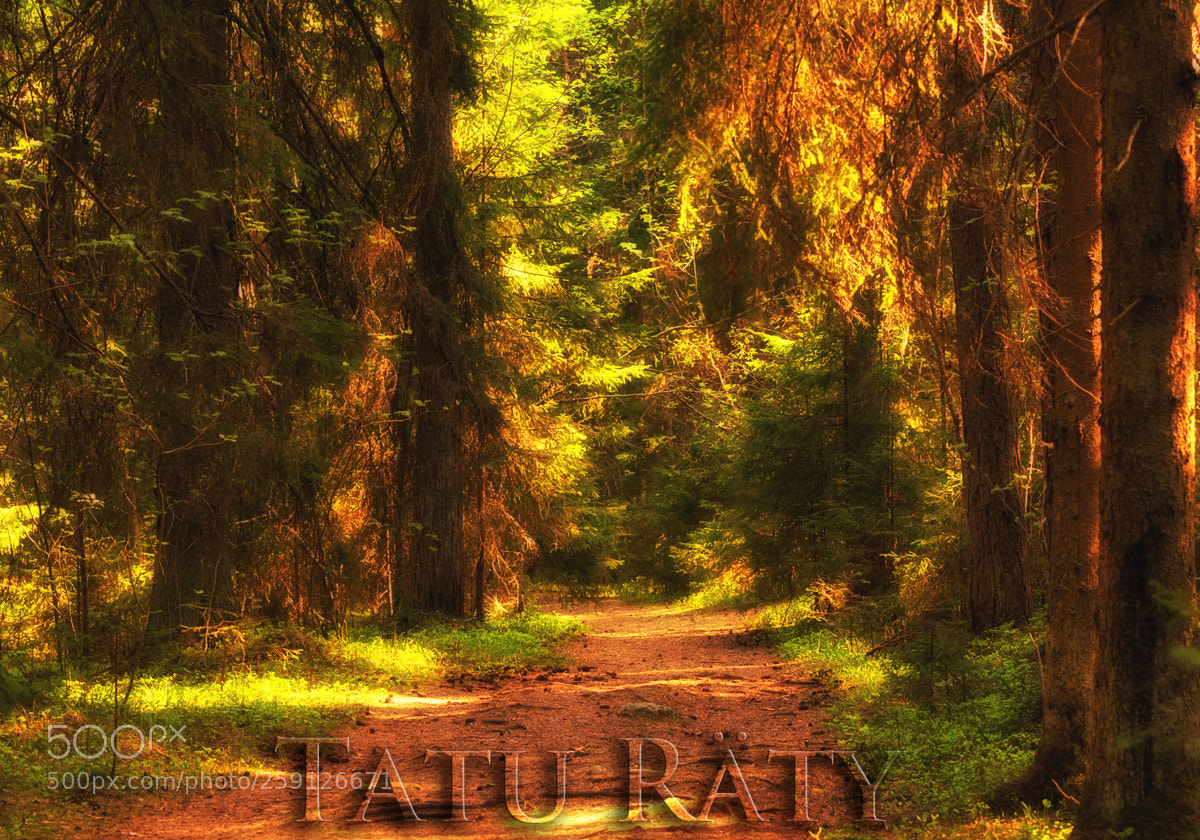 Nikon D7100 sample photo. Path photography