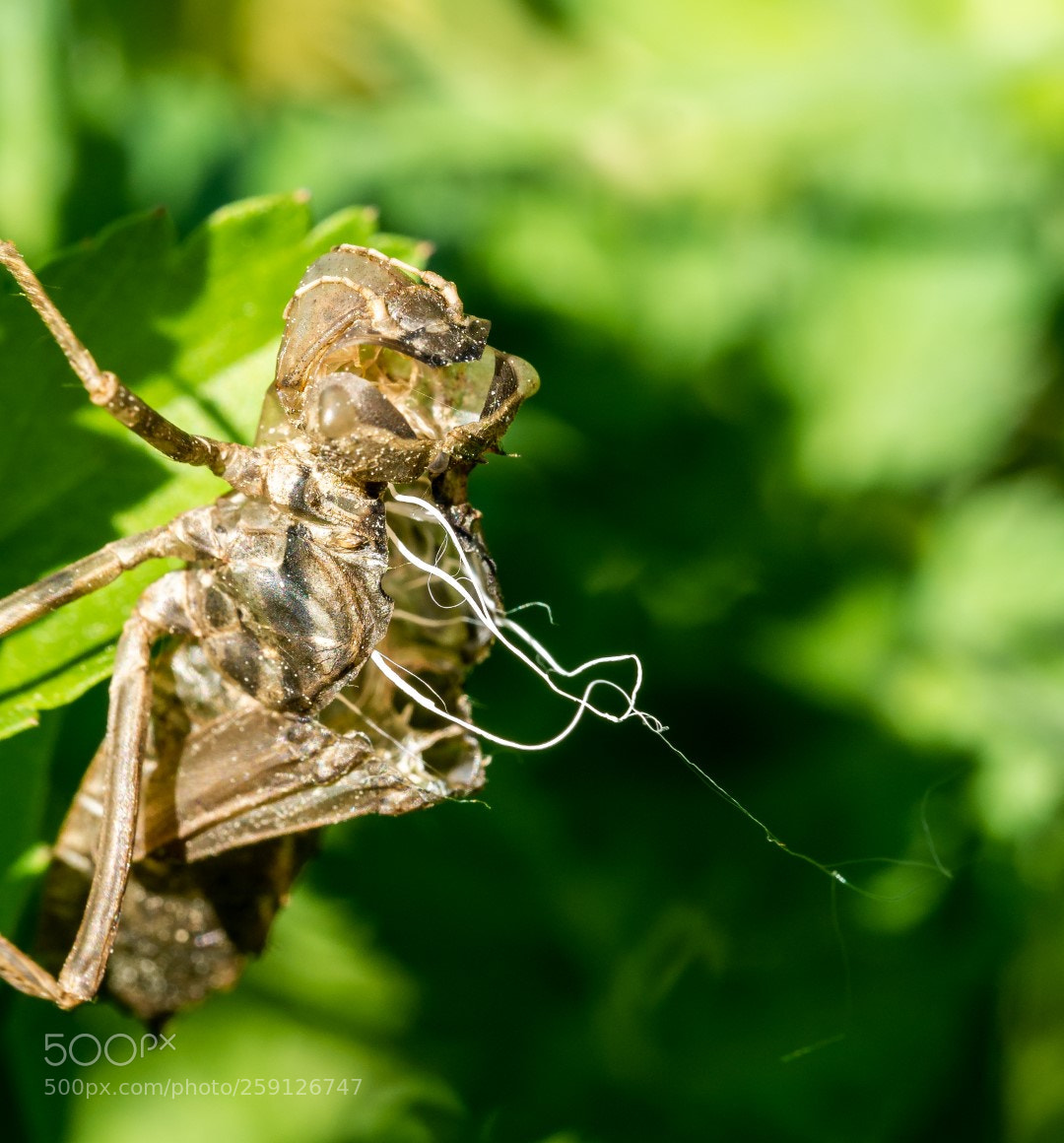 Panasonic Lumix DMC-GX7 sample photo. Dragonfly shell photography