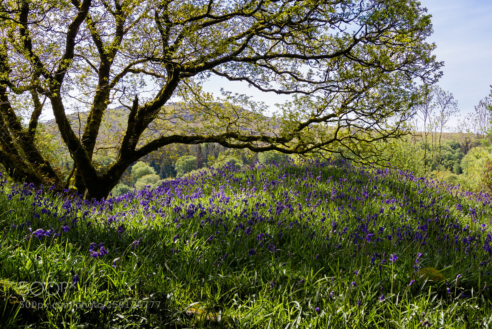 Nikon D610 sample photo. Bank of bluebells and photography