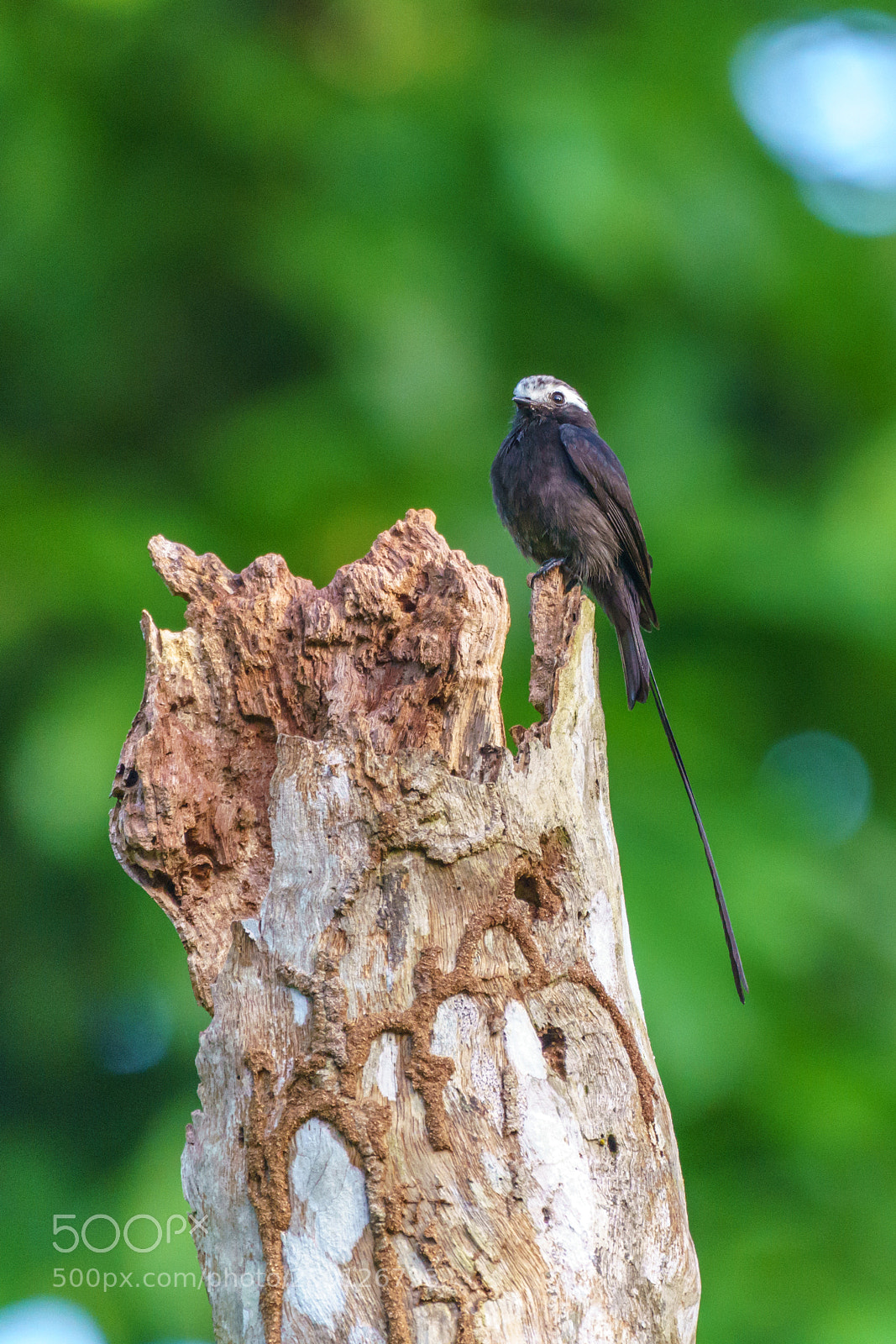 Sony a7R III sample photo. Long-tailed tyrant photography