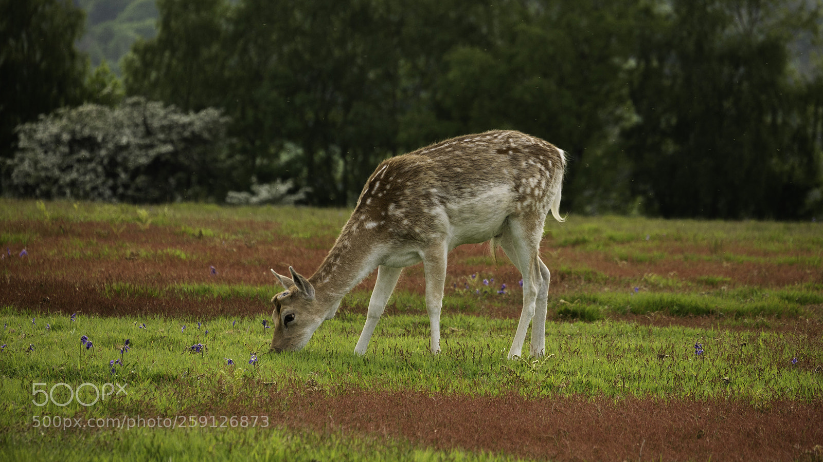 Panasonic Lumix DMC-G7 sample photo. Single deer at bradgate photography