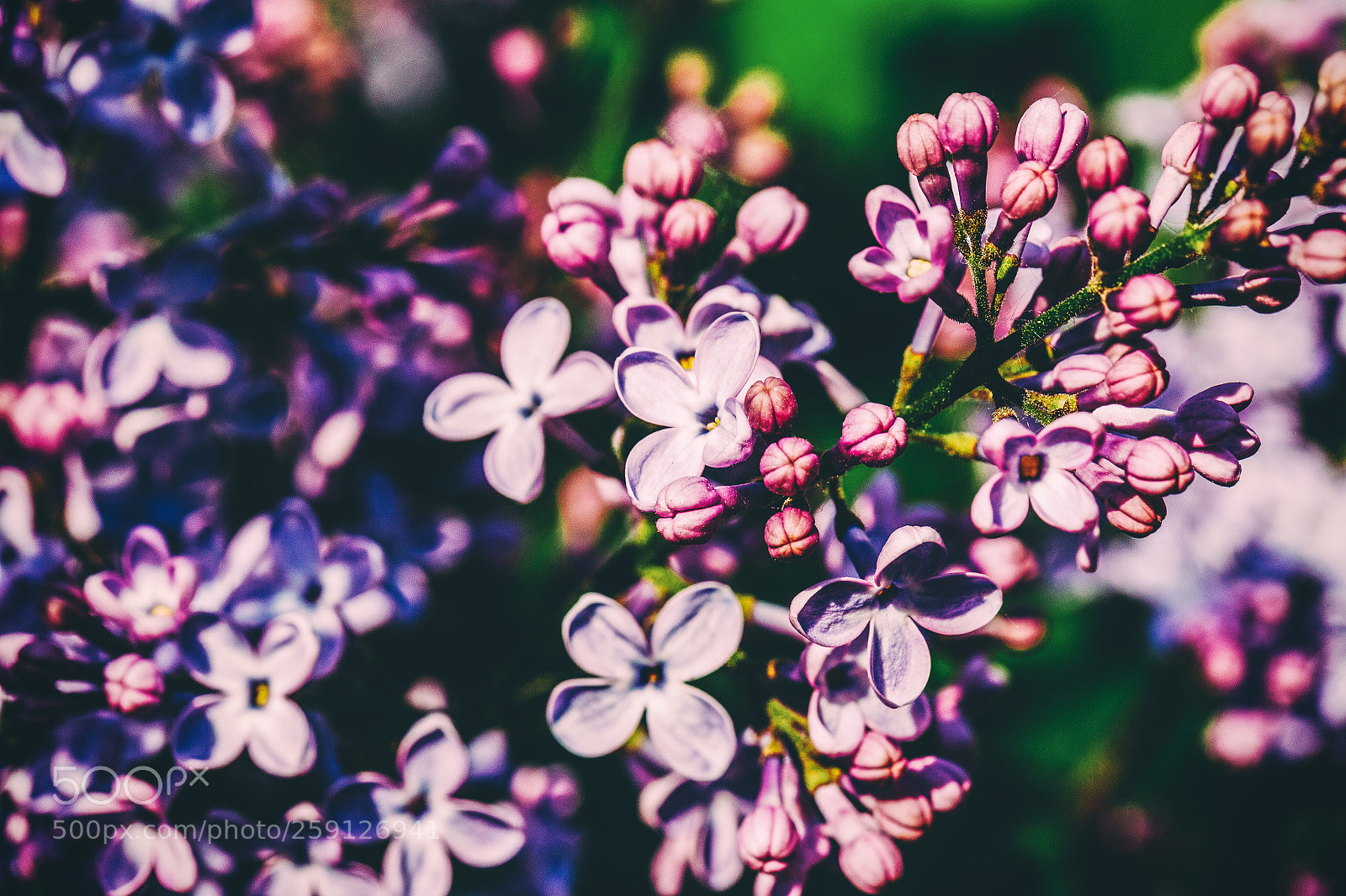 Canon EOS 6D sample photo. Lilac flowers photography