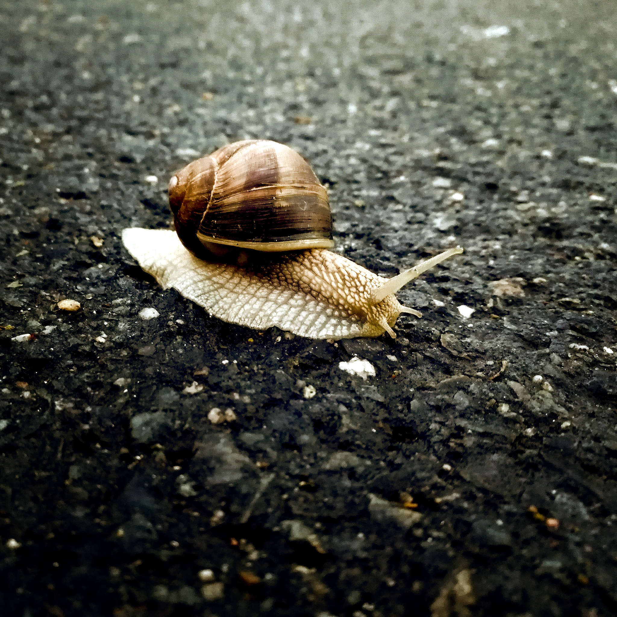 HUAWEI Honor 9 sample photo. On the road photography