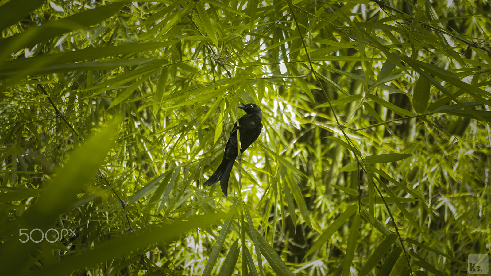 Pentax K20D sample photo. The crested drongo photography